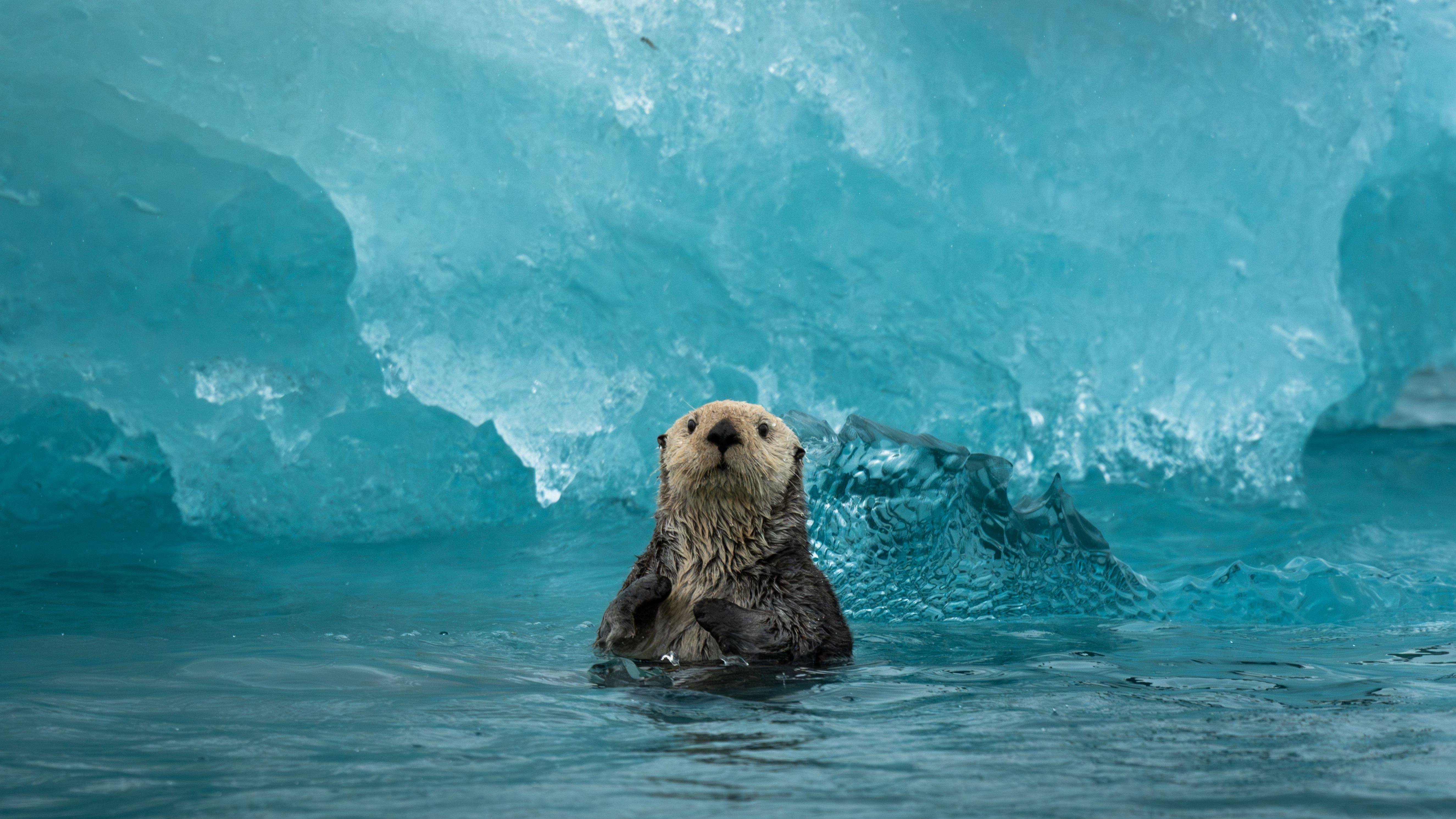 Blackstone Glacier Bay Cruise with Beach Landing