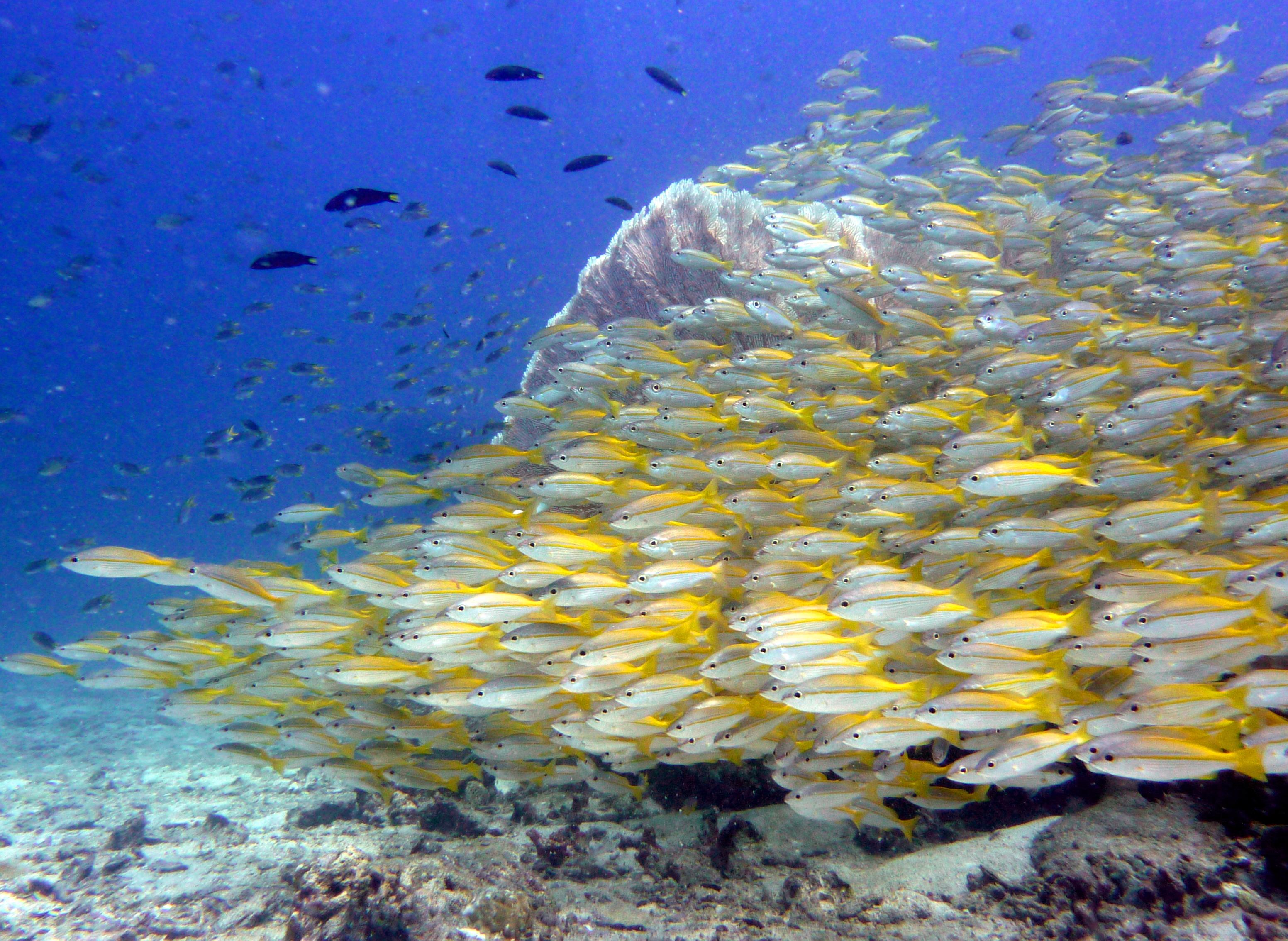 Phi Phi PADI Discover Scuba: 2-Dive Beginner Experience