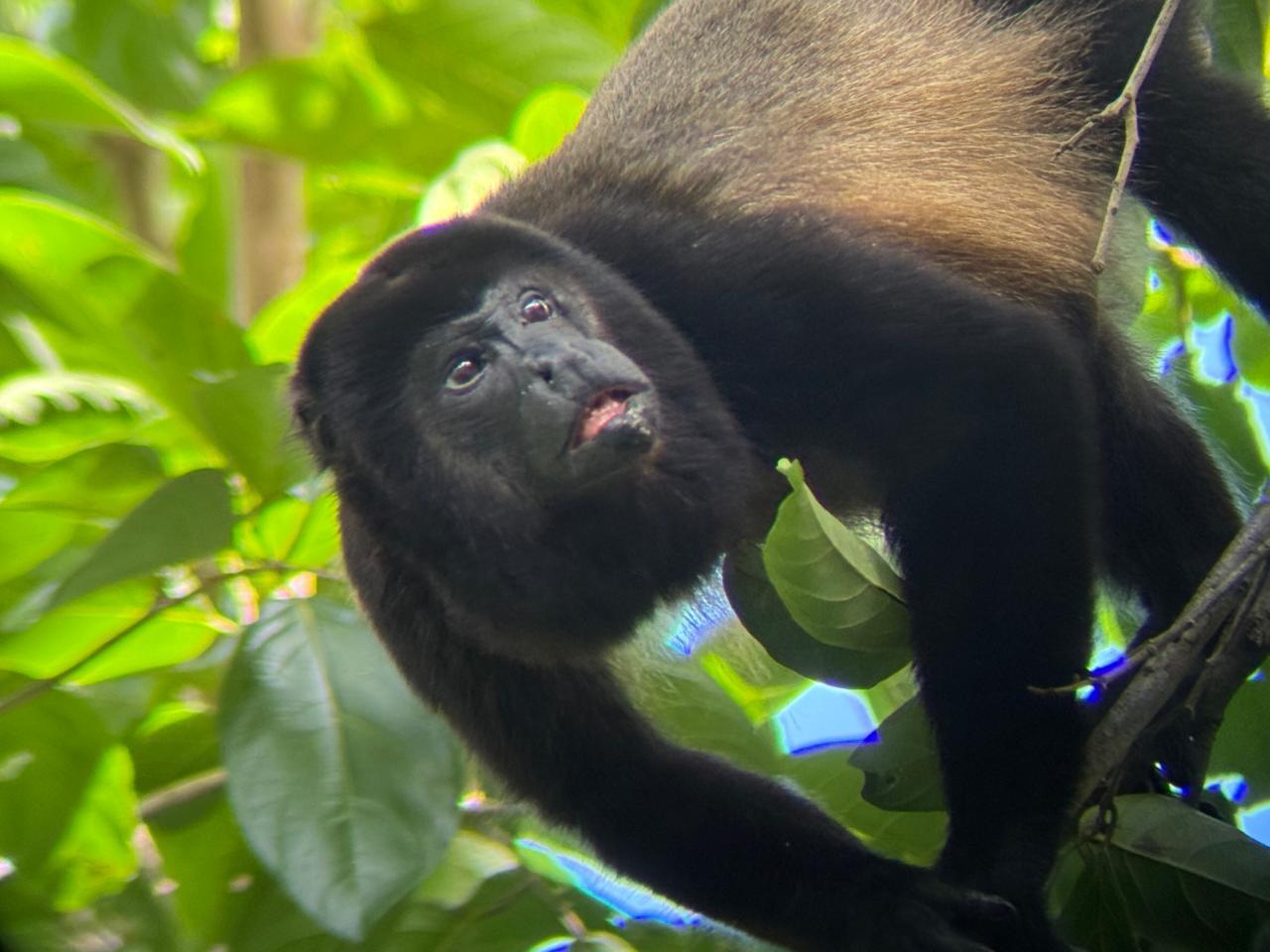 Manuel Antonio National Park: Wildlife Guided Tour with Entrance Fee