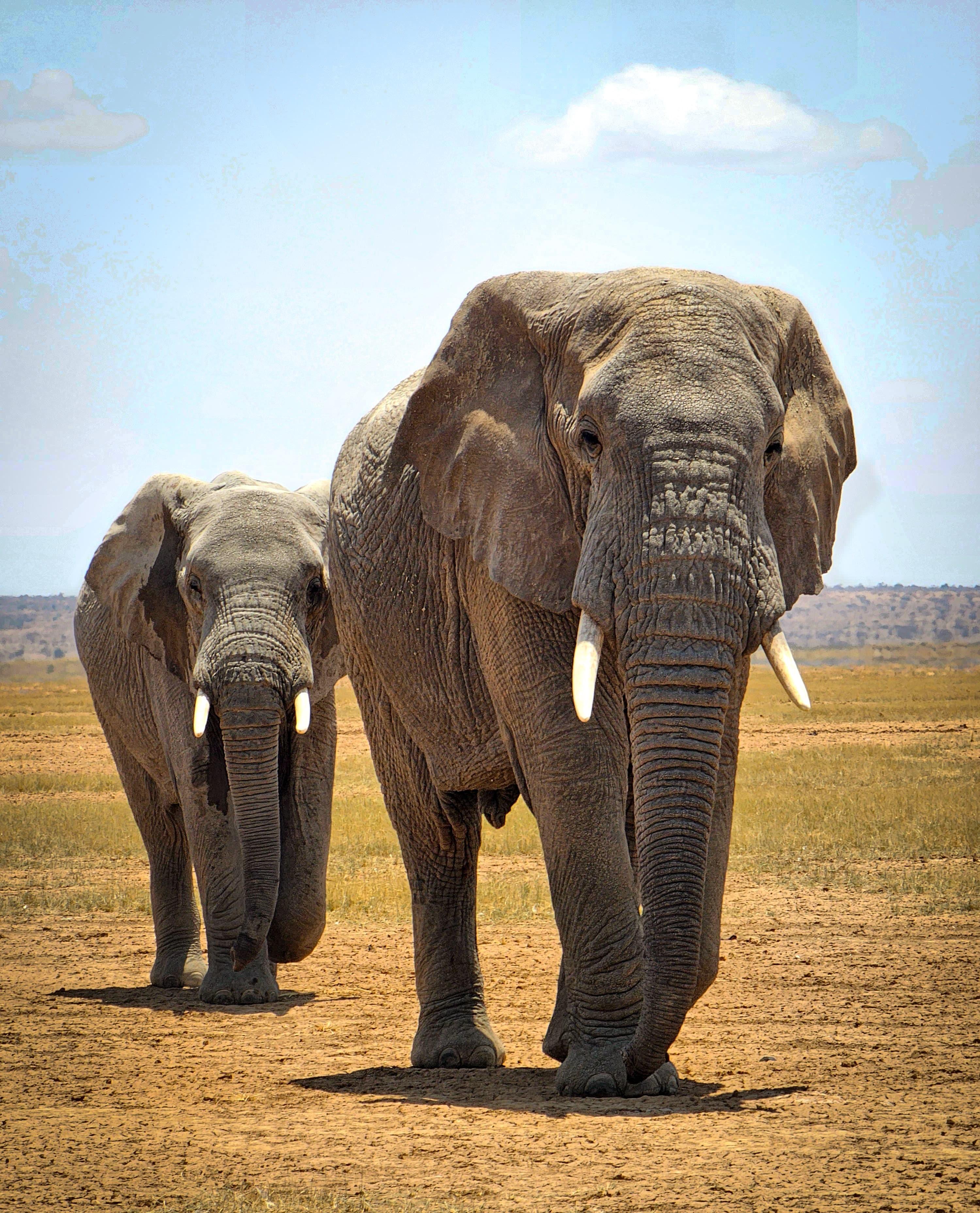 3-Day Masai Mara Safari Adventure from Nairobi