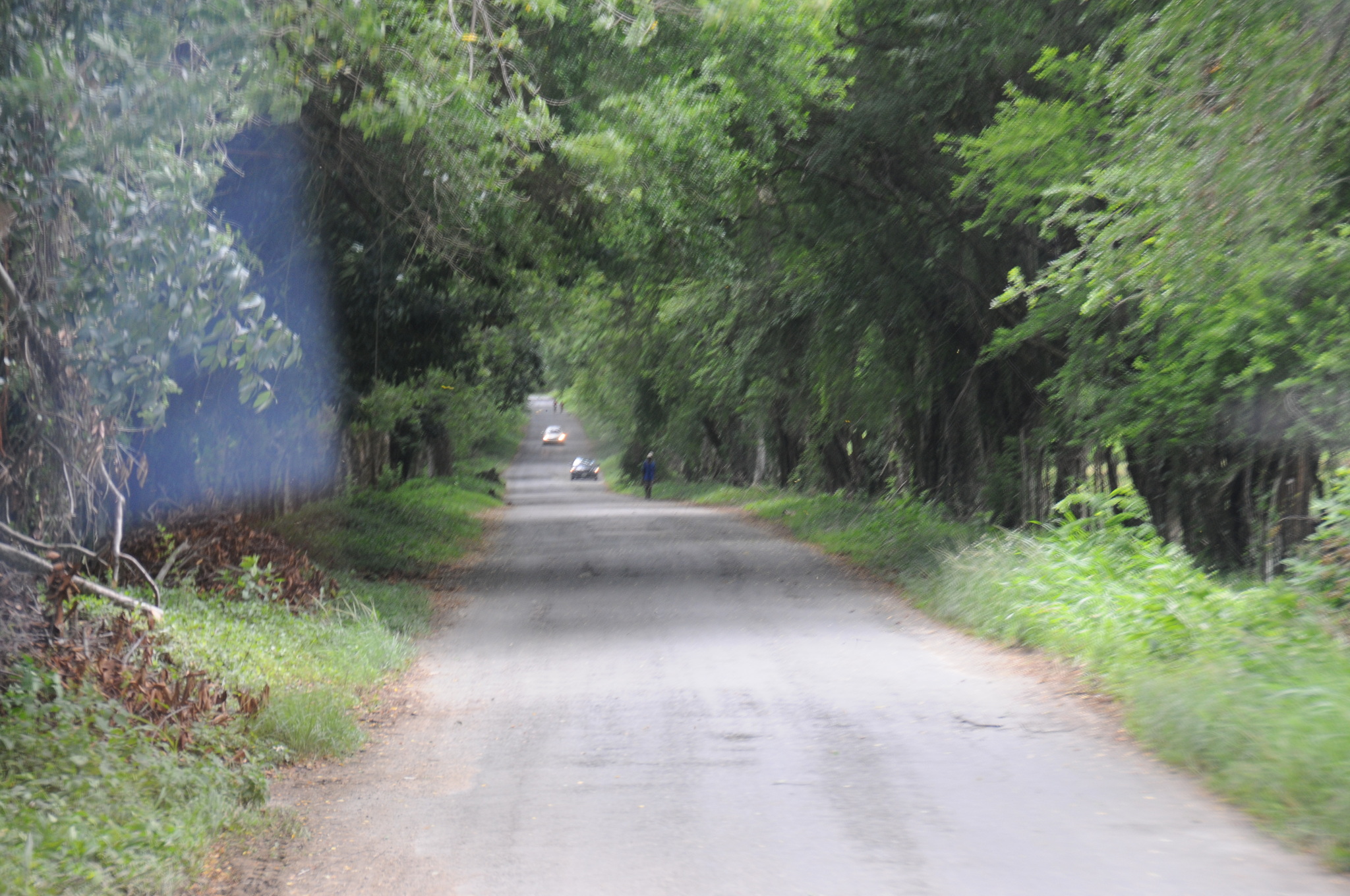 Jamaica South Coast: YS Falls & Black River Safari