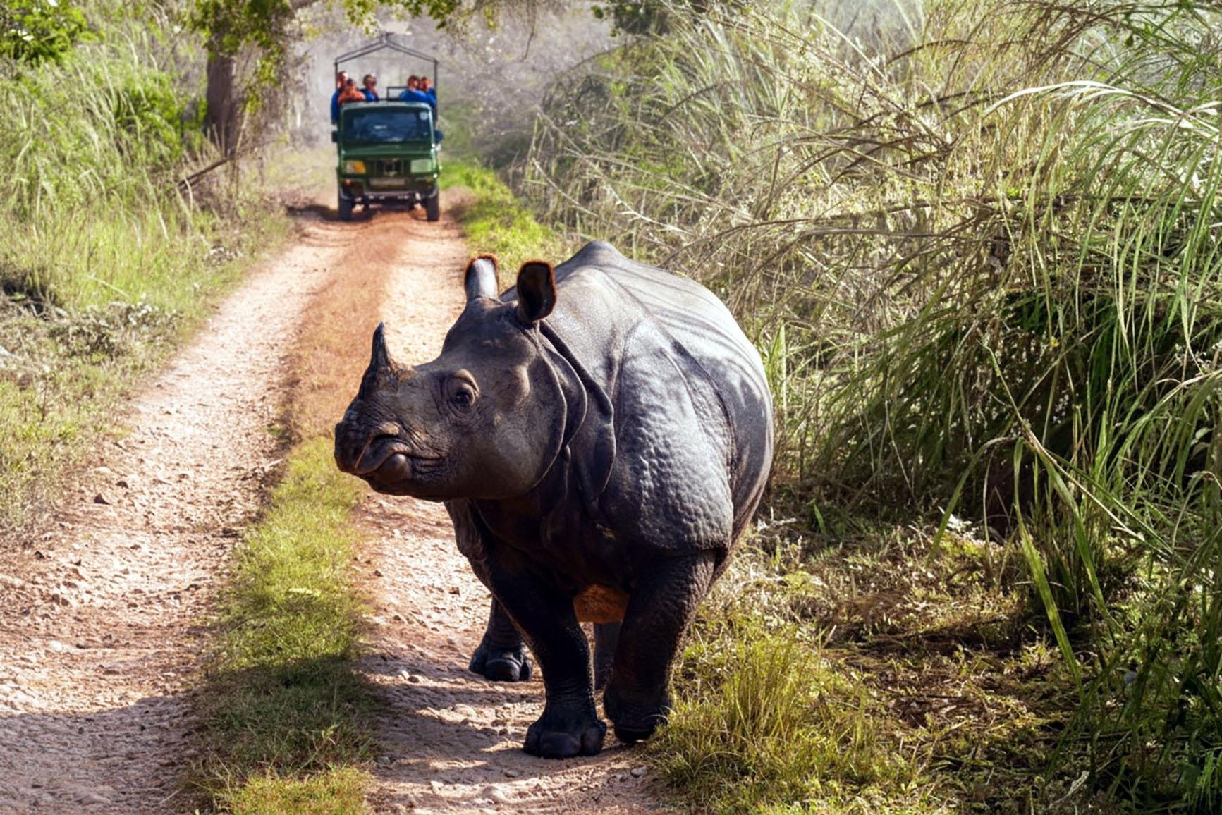 Chitwan Jungle Safari: 2, 3, or 4-Day Wildlife Adventure from Kathmandu or Pokhara