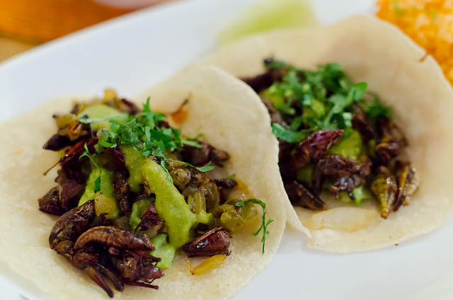 Playa del Carmen Food Hoppers Culinary Tour
