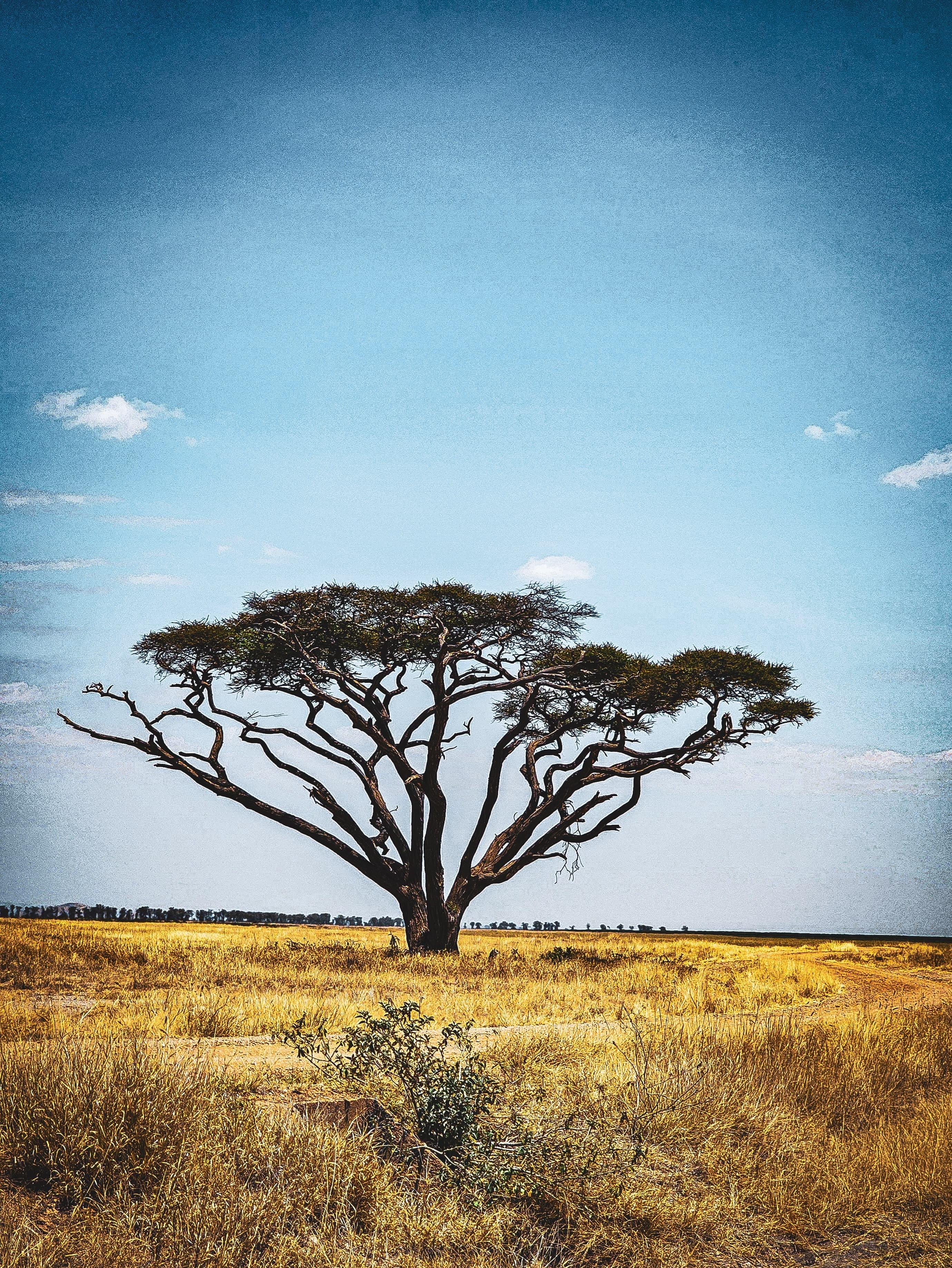 3-Day Masai Mara Safari Adventure from Nairobi