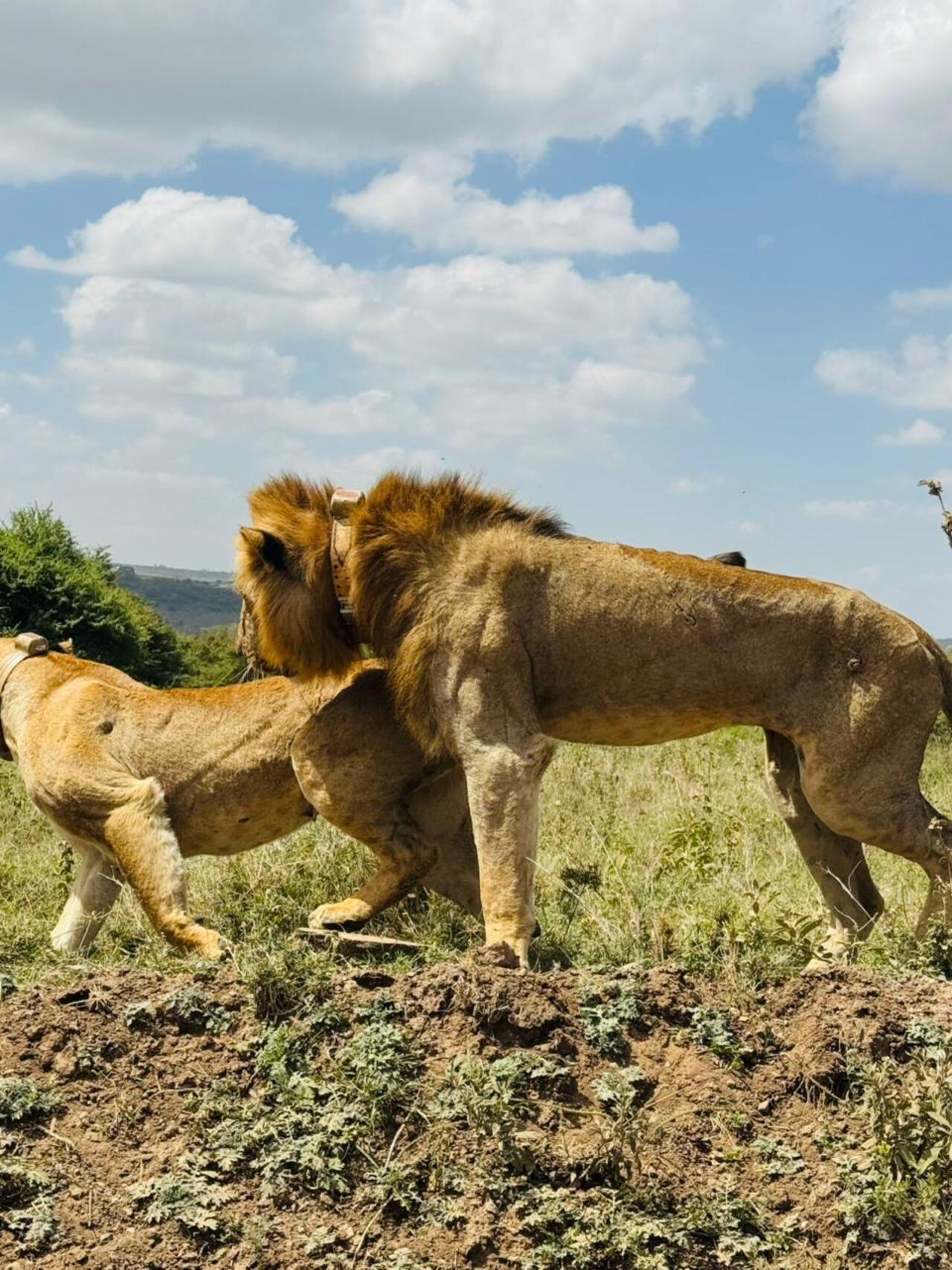 Nairobi National Park 5-Hour 4x4 Wildlife Safari