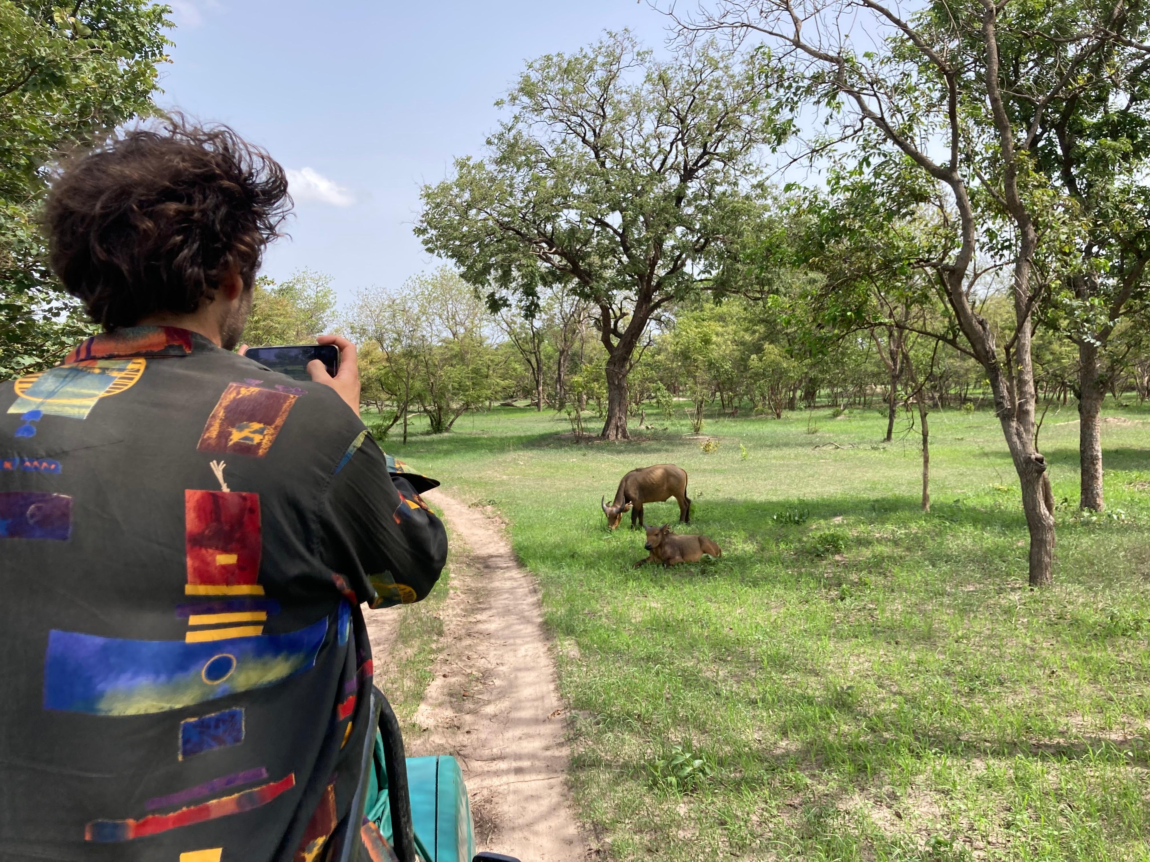 Fathala Wildlife Reserve 4×4 Safari from Banjul