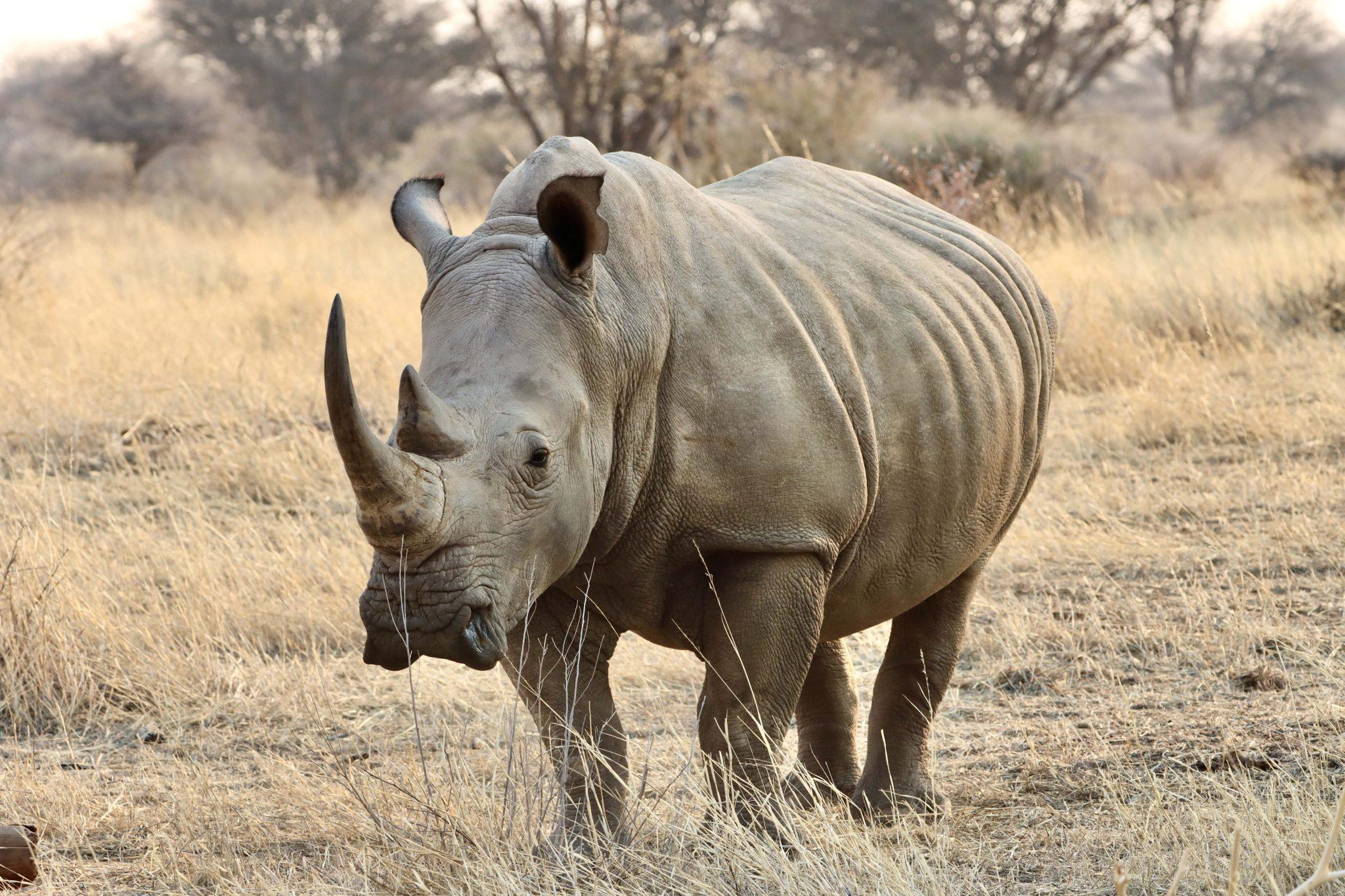 Okapuka Wildlife Safari with Rhino Tracking