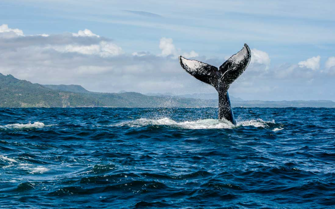 Private Humpback Whale Watching in Samaná Bay