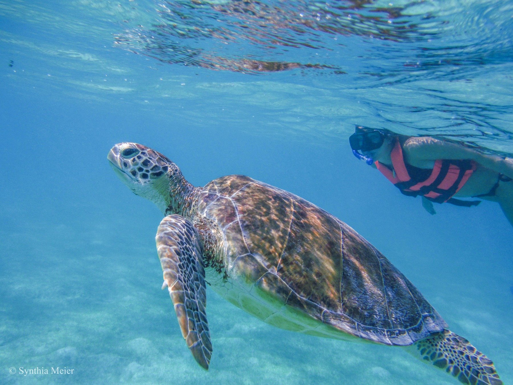 Akumal Sea Turtle Snorkeling & Cenote Adventure
