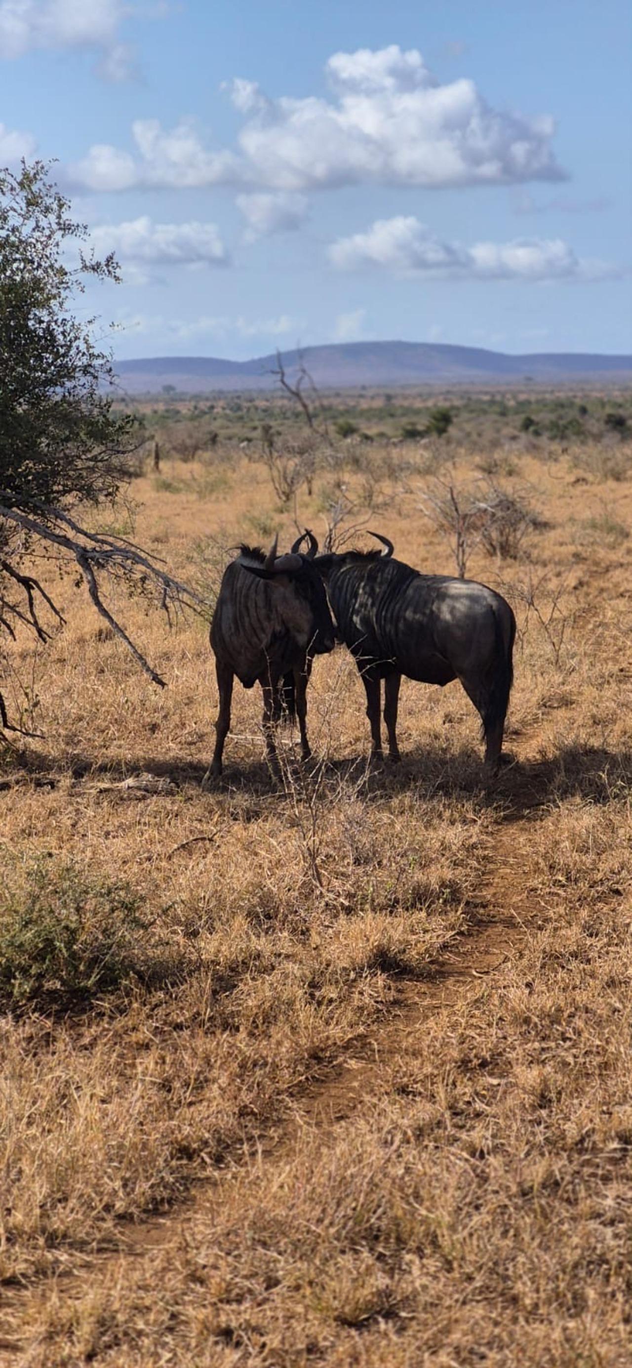 Kruger National Park Big 5 Safari from Maputo
