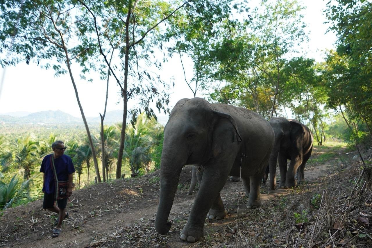Laem Chabang Port: Sanctuary of Truth & Ethical Elephant Sanctuary Day Tour