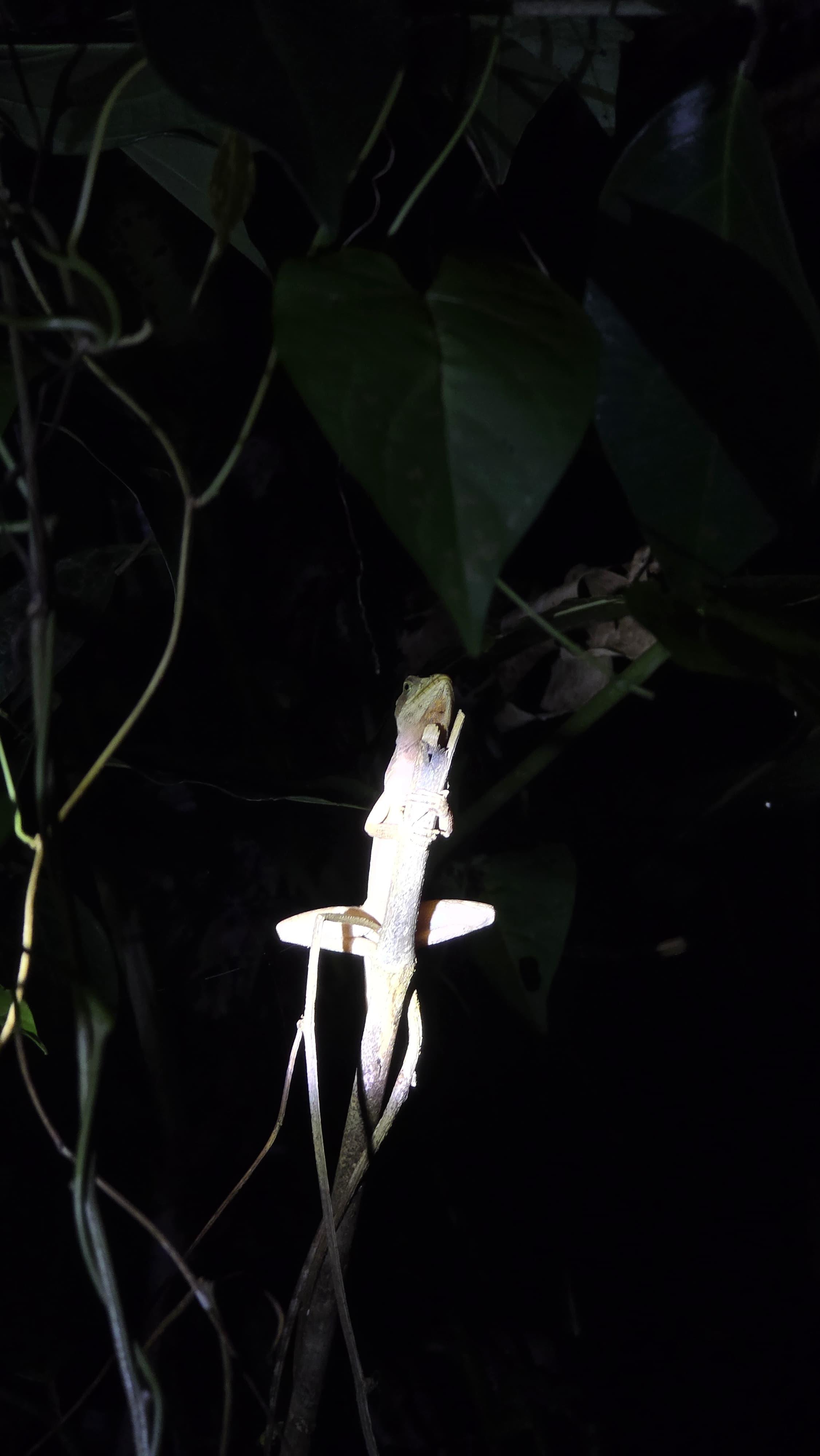 Tortuguero 2-Day Eco Adventure: Canoe, Jaguar Trail, Night Walk & Turtle Nesting