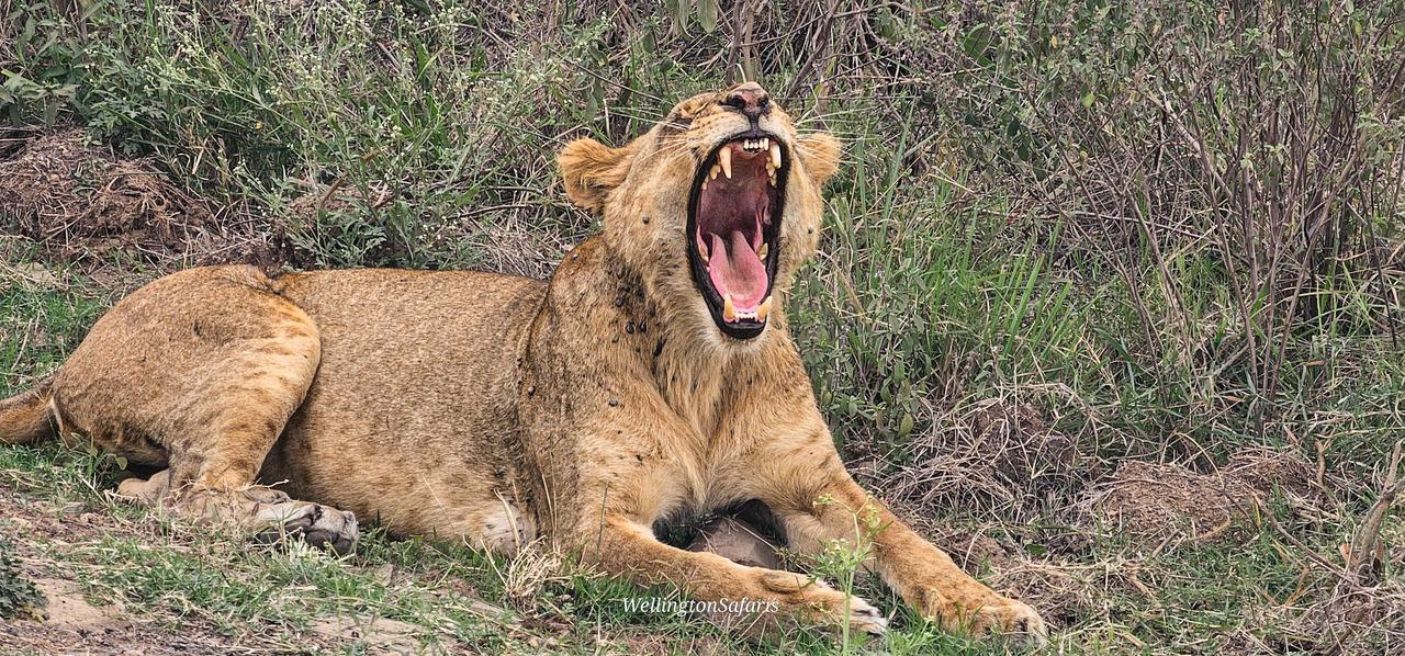 Nairobi National Park Half-Day Wildlife Safari