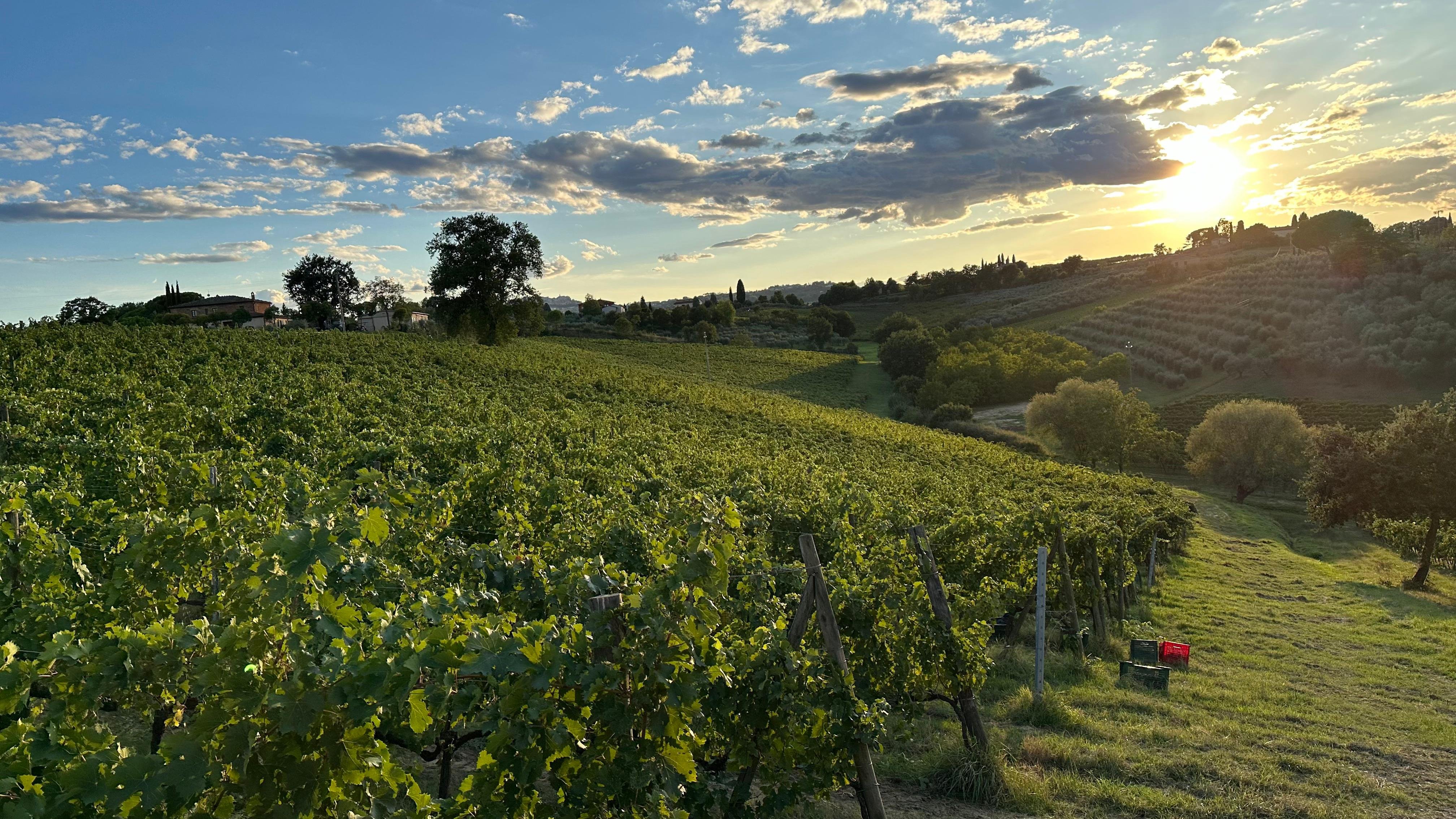 Montepulciano Organic Winery Tour & Tasting