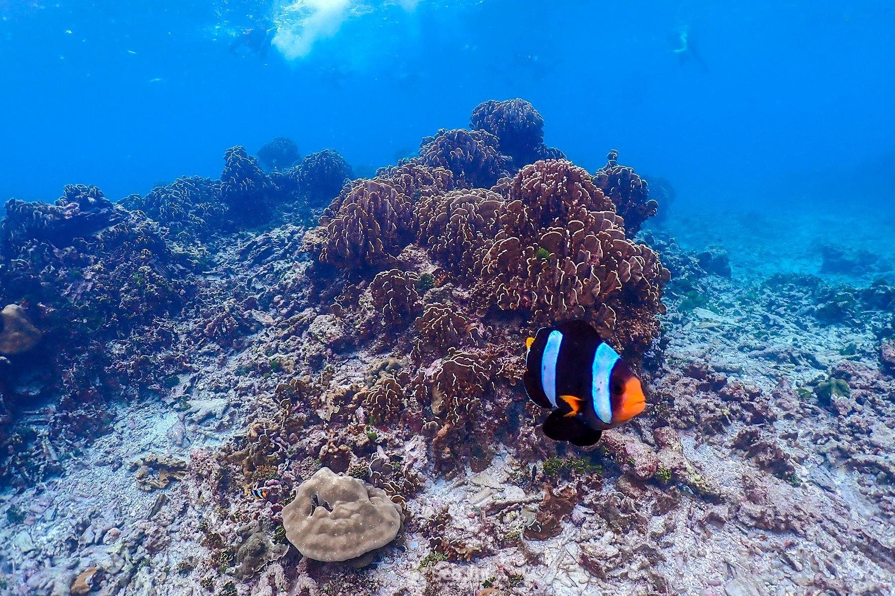 Similan Islands Full-Day Snorkeling Adventure by Speedboat from Phuket