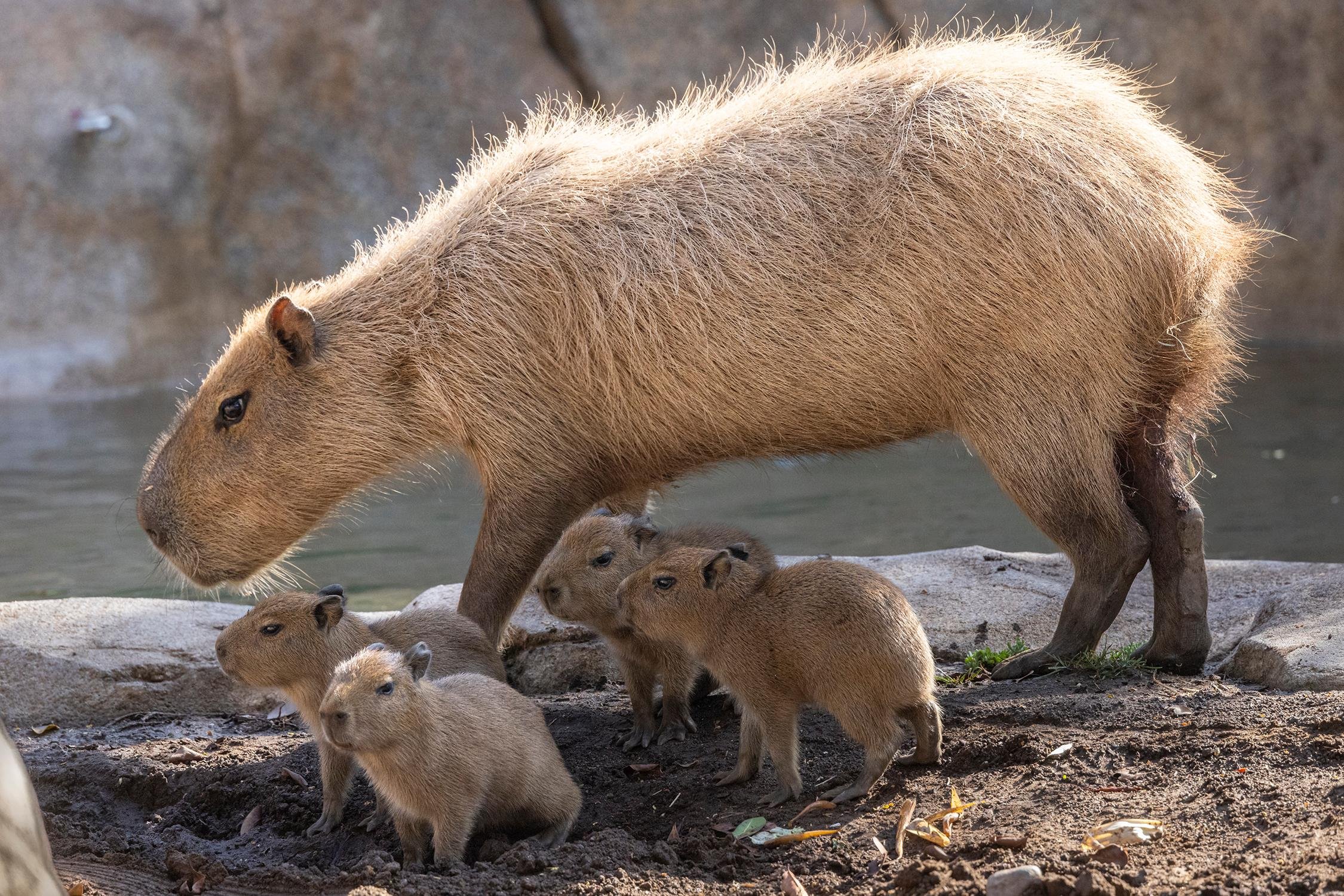 Visitors exploring the hilly canyon habitats of the San Diego Zoo on a full-day admission ticket