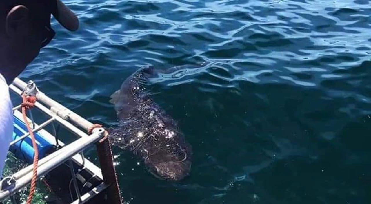 Cape Town Shark Cage Diving Adventure