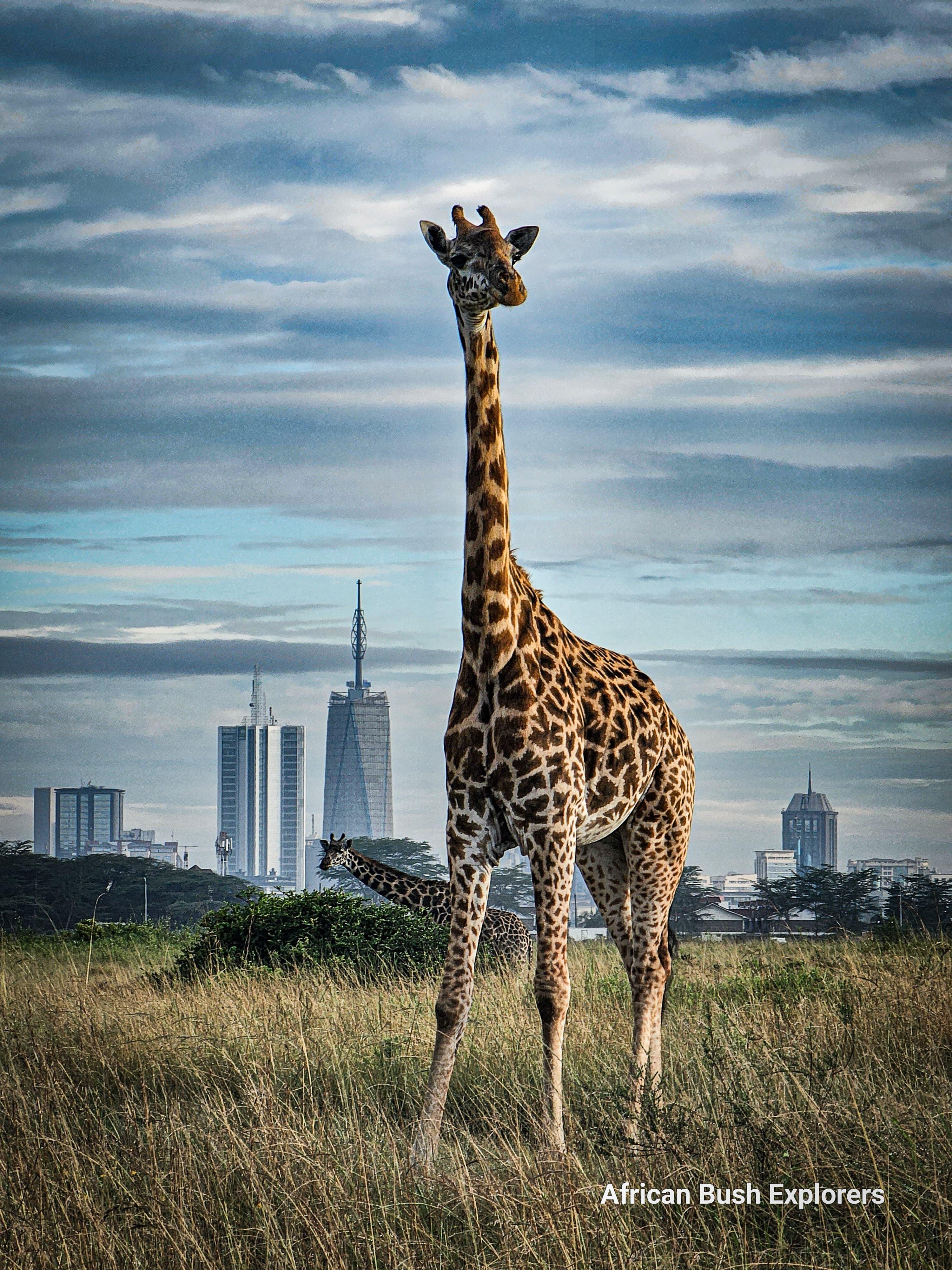 Private Nairobi National Park Safari with Onboard Wi-Fi