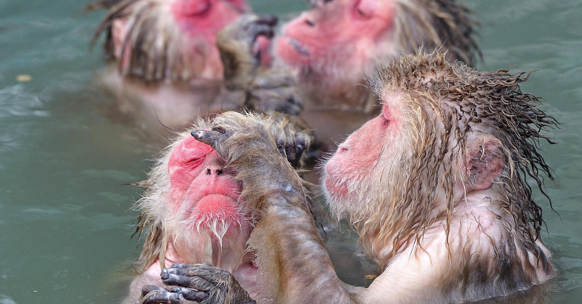 Nagano Snow Monkey & Zenkoji Temple Private Day Tour from Tokyo