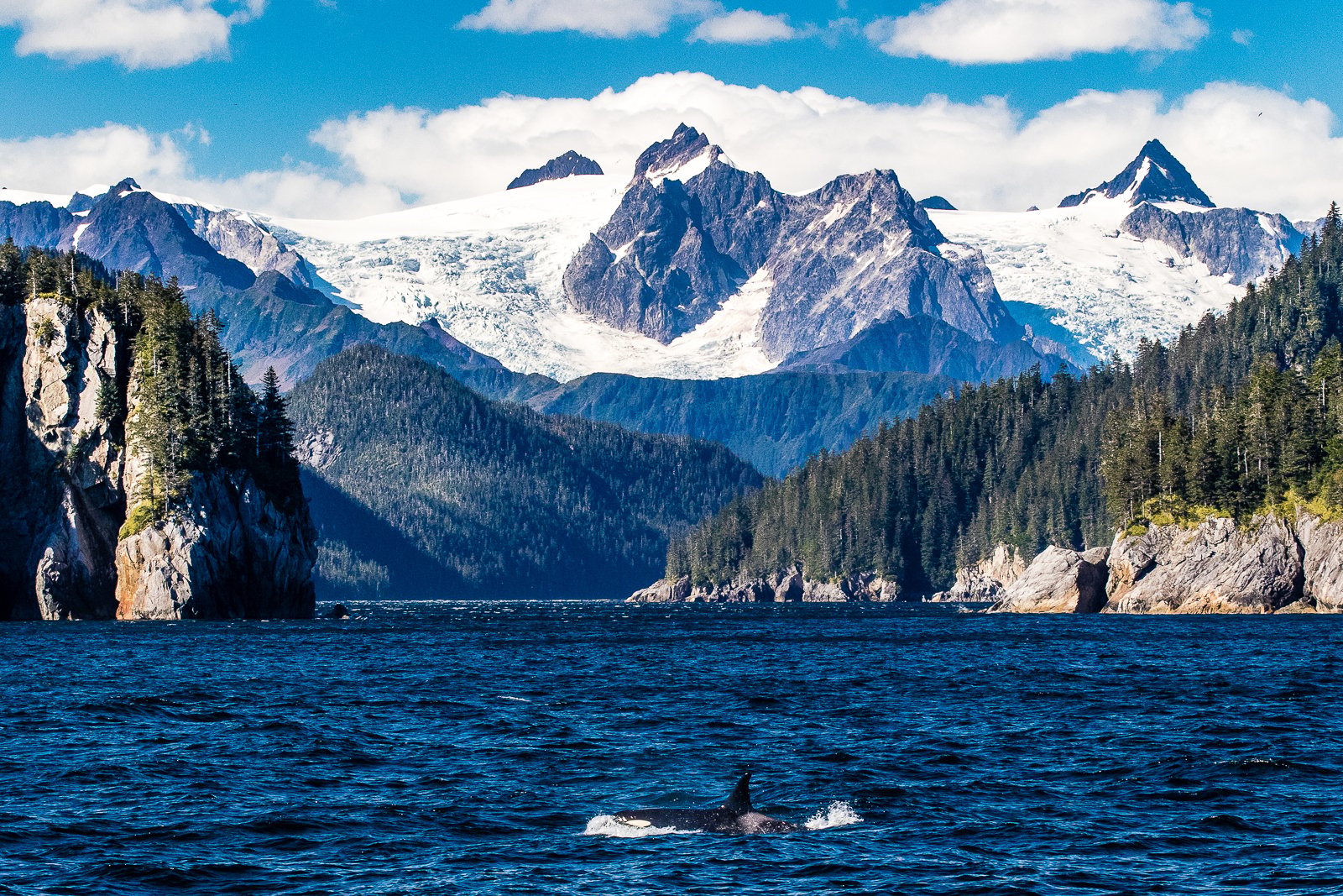 whale watching in Seward — photo 9