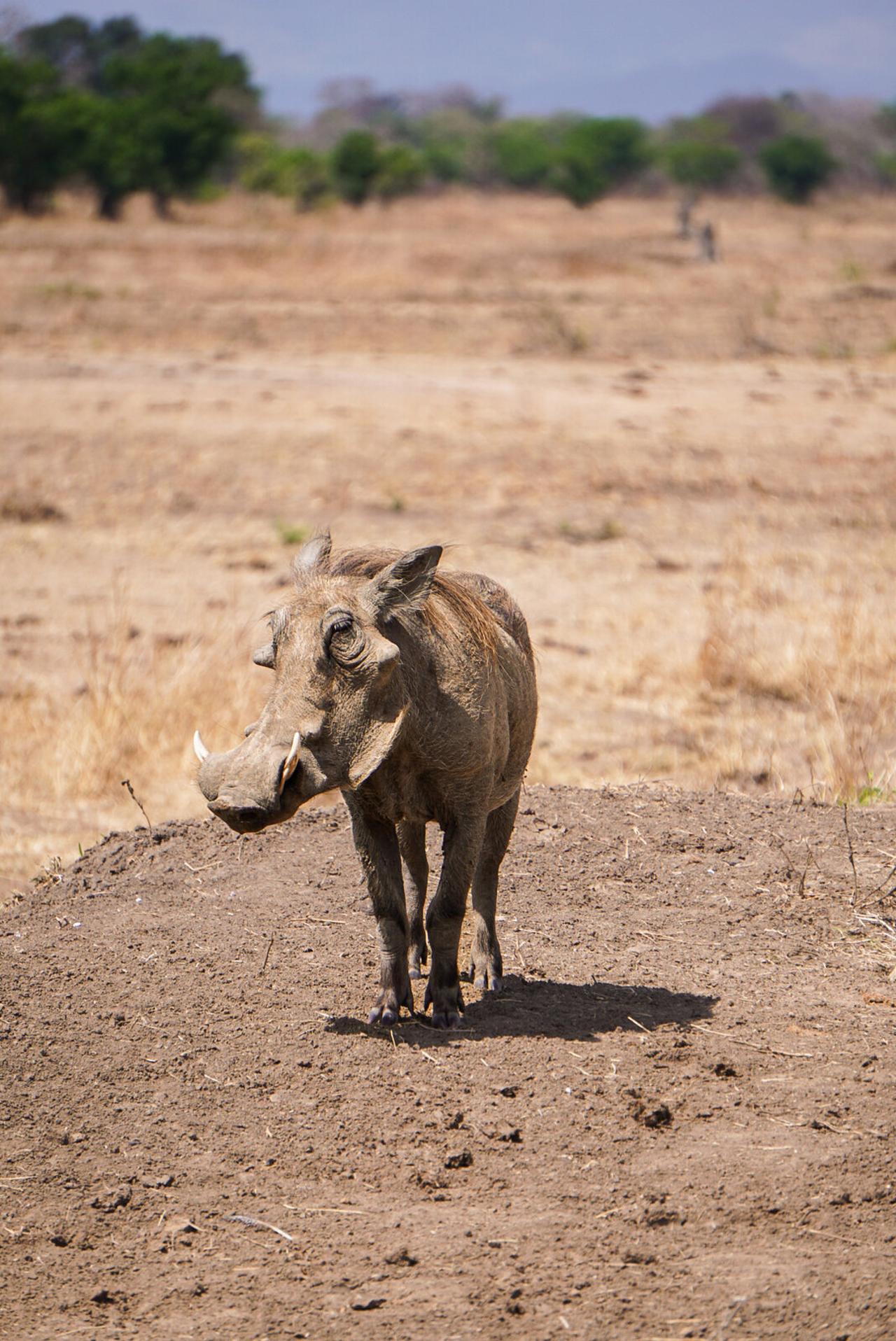 Zanzibar to Mikumi: Fly-In Safari Day Trip with Bush Lunch