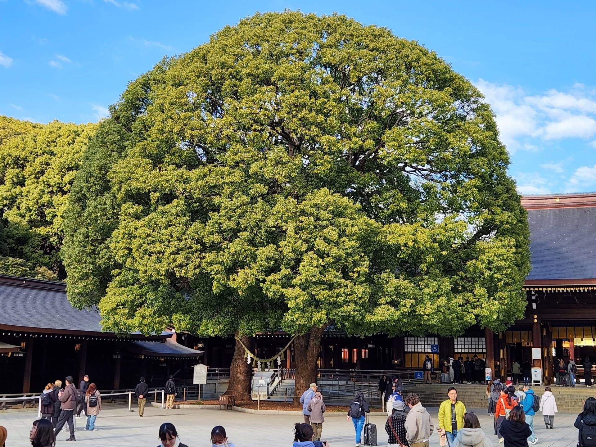 Tokyo Private Full-Day City Tour — Custom Itinerary with English Guide
