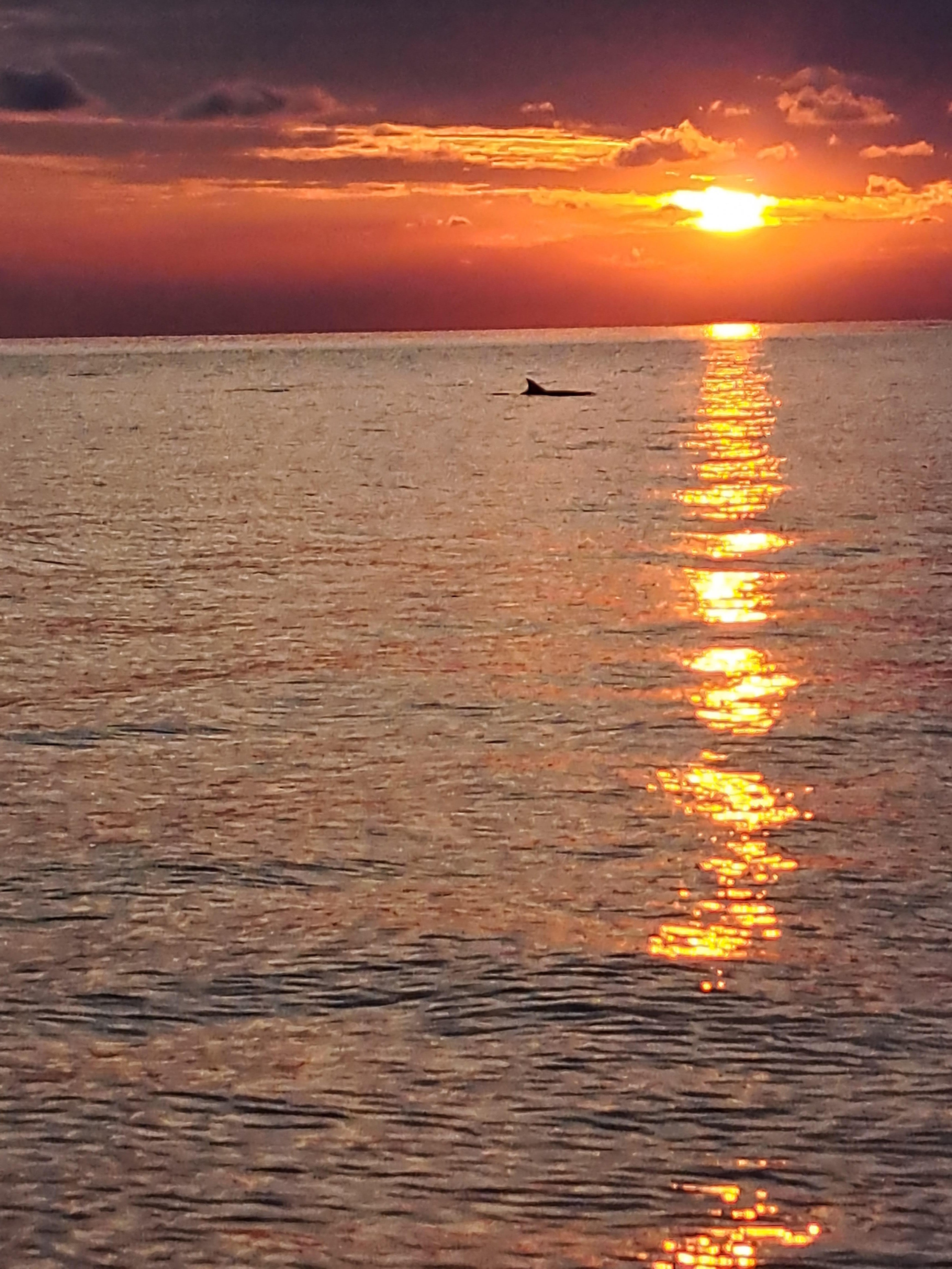 Umag Dolphin Watching & Savudrija Lighthouse Cruise