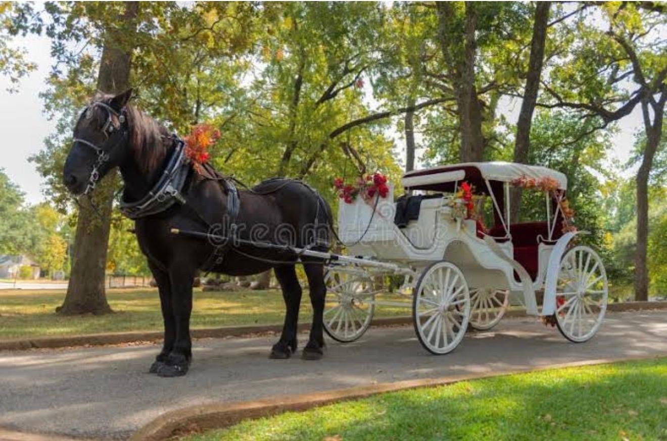 Private Central Park Horse Carriage Tour with Guide