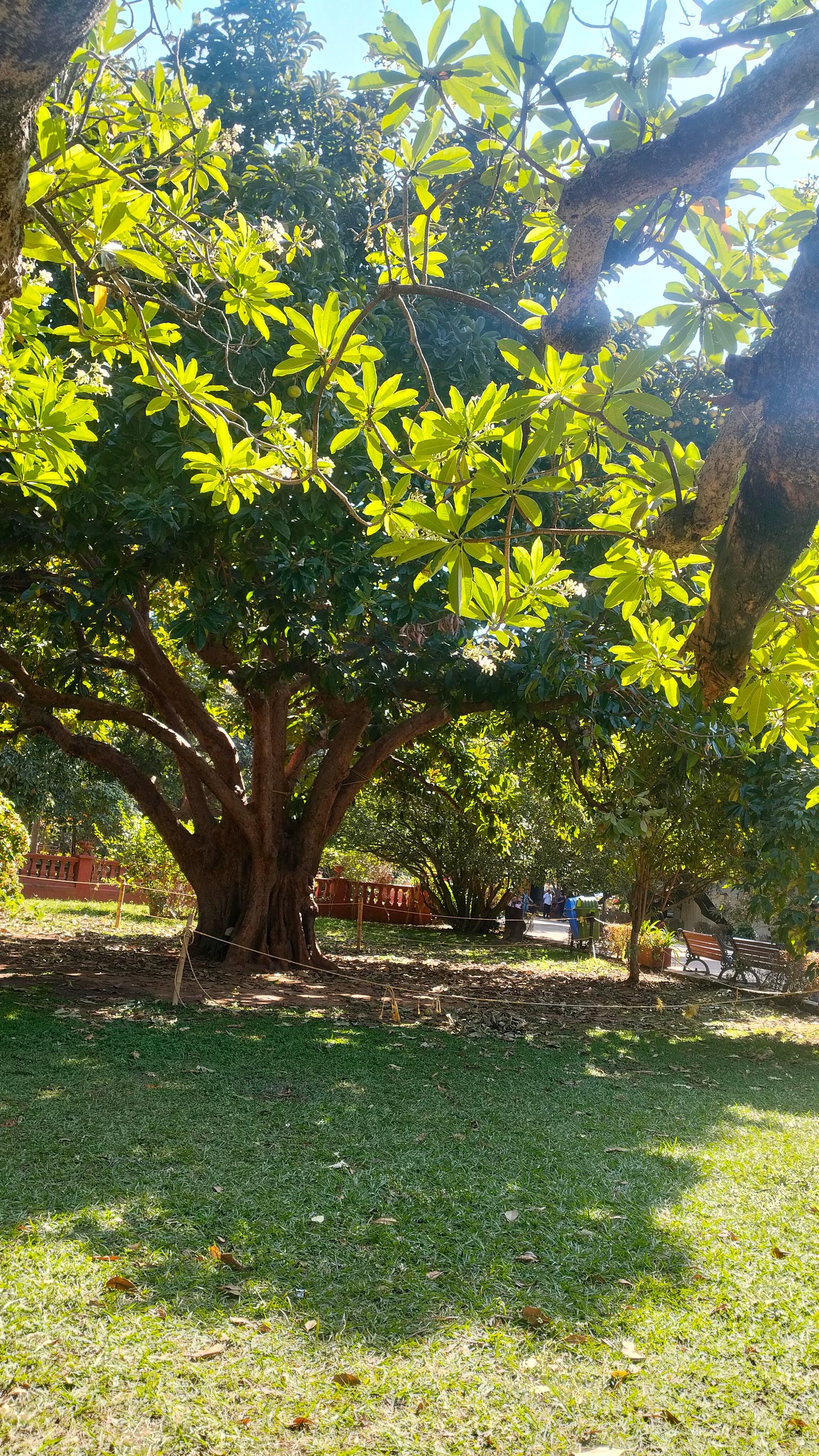 Cubbon Park Heritage and Nature Walking Tour