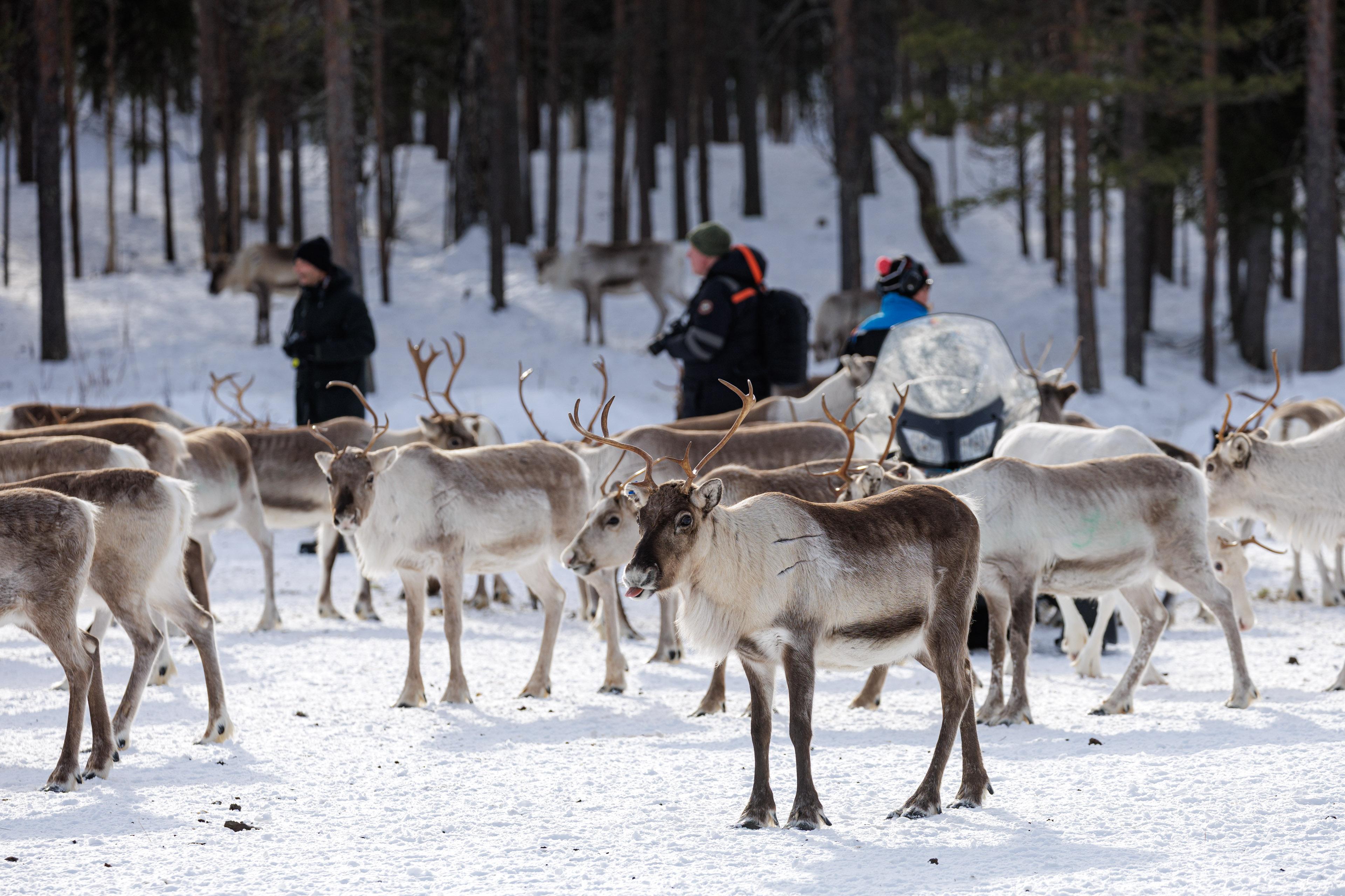 Rovaniemi Reindeer Farm: Herd Encounter & Lapland Culture