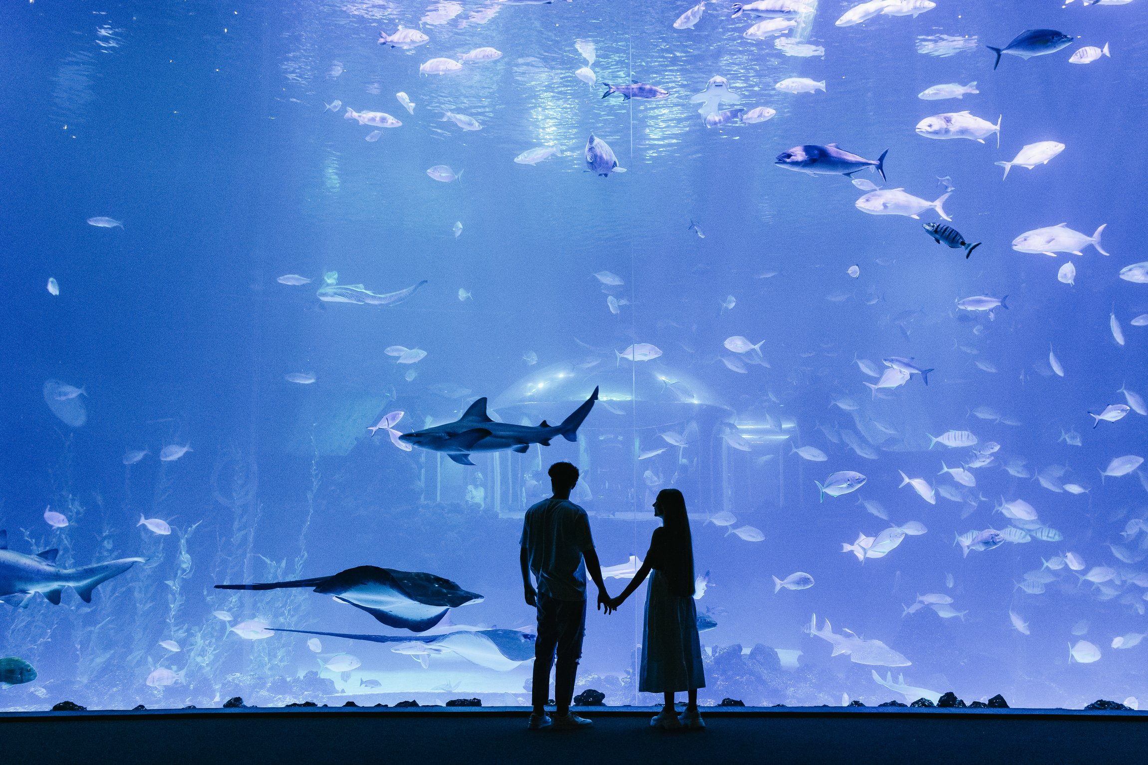 Poema del Mar: Skip-the-Line Aquarium Entry, Gran Canaria