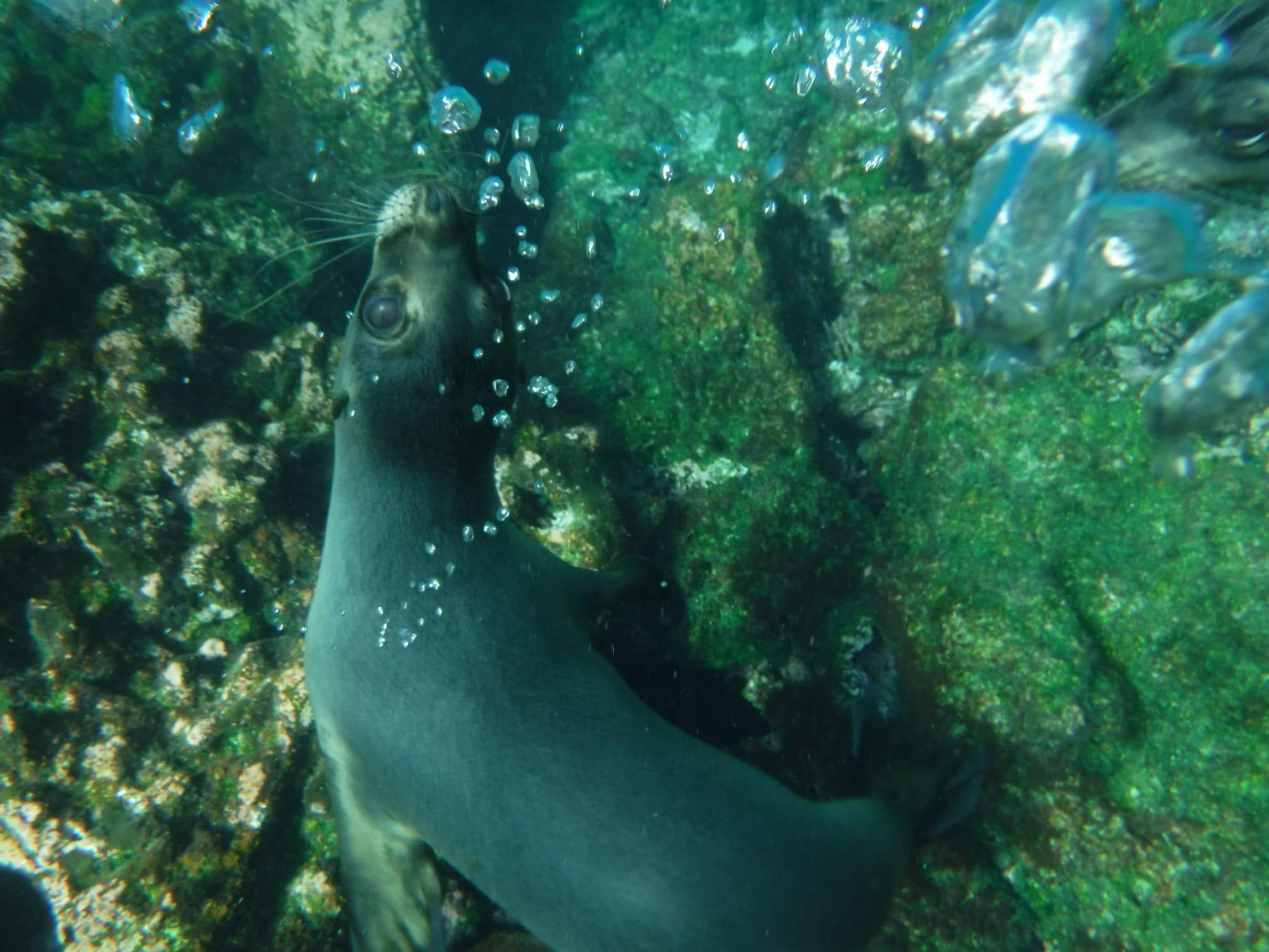 Pinzón Island Snorkeling Adventure