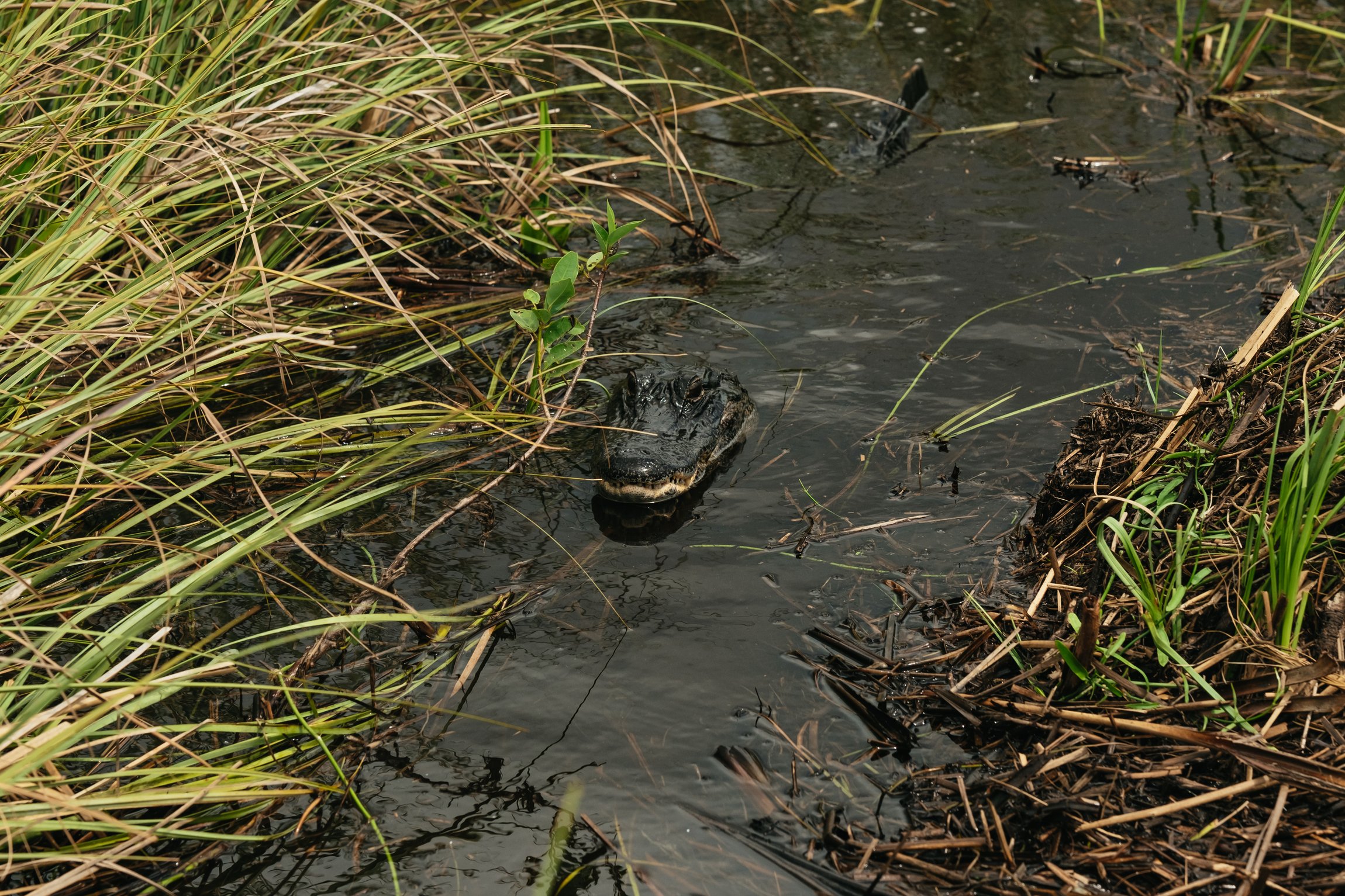 Everglades airboat tour sawgrass marsh alligator wildlife near Miami Florida — image 4