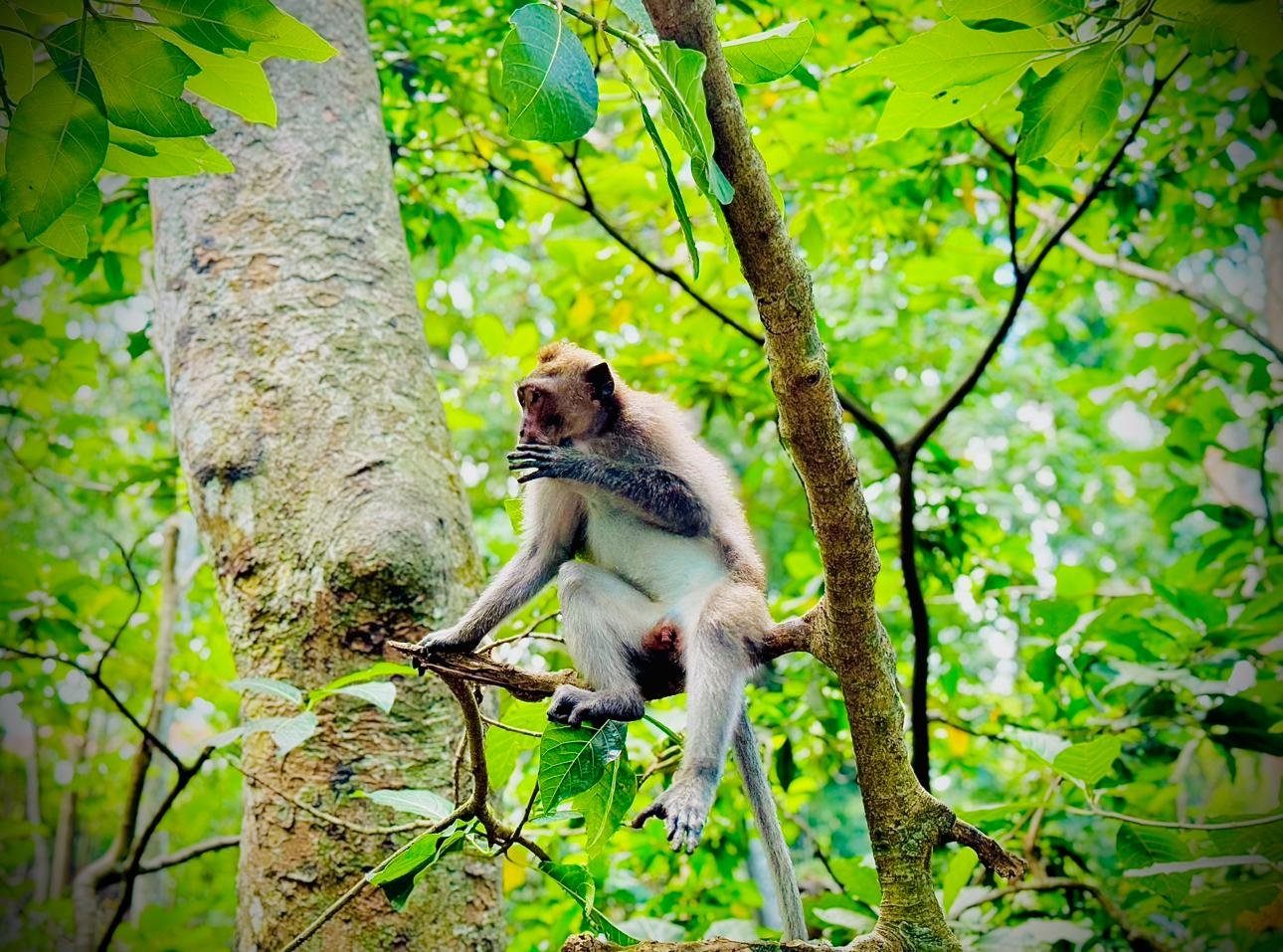 Bali Highlights: Ubud Waterfalls, Monkey Forest & Rice Terraces