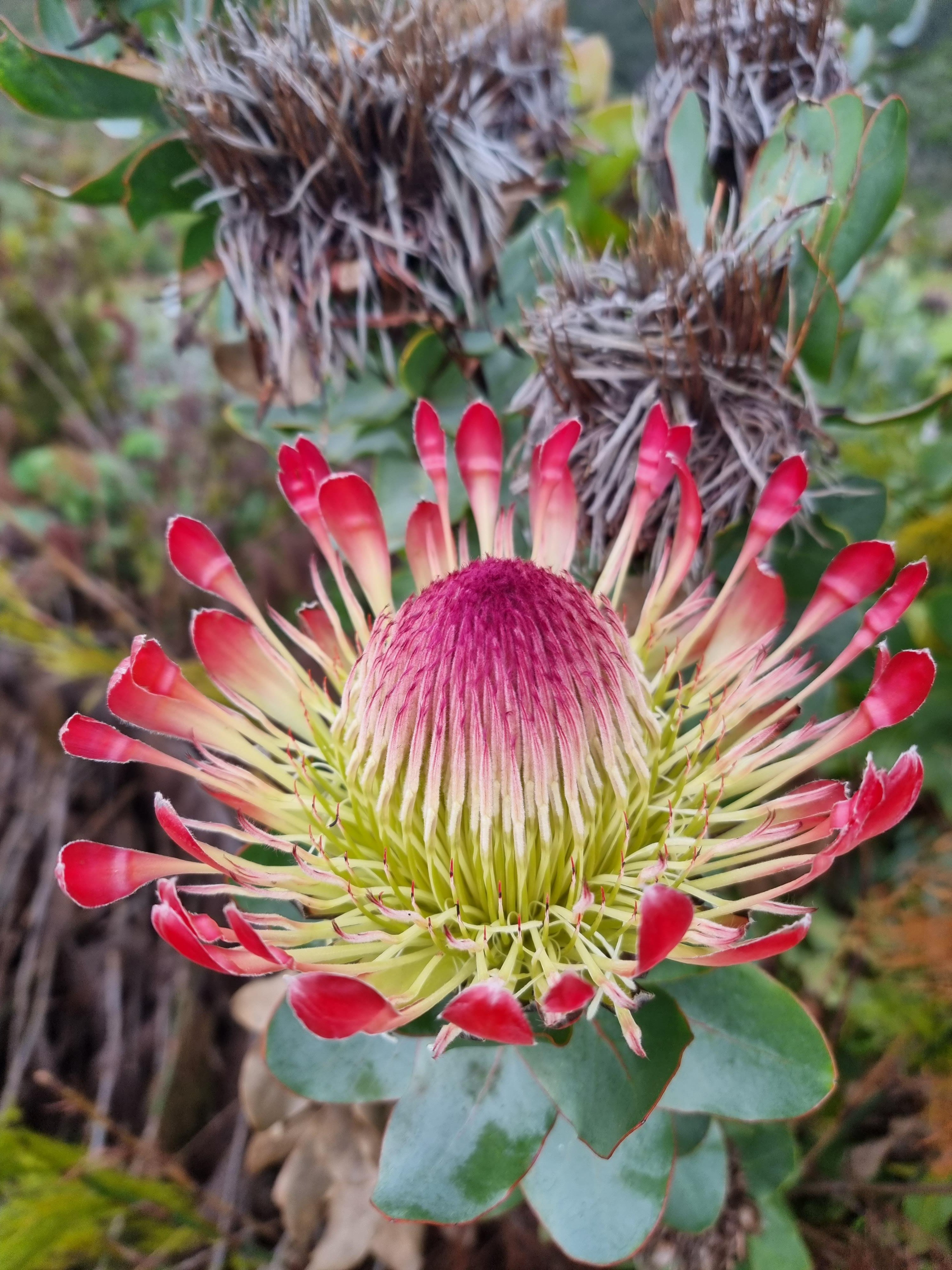Table Mountain Guided Hike with Cable Car Descent