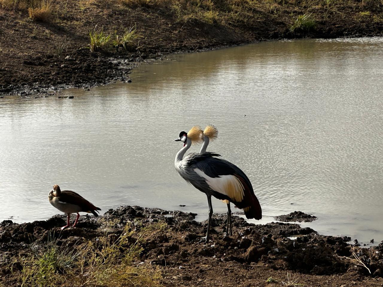 Nairobi National Park 5-Hour Guided Safari