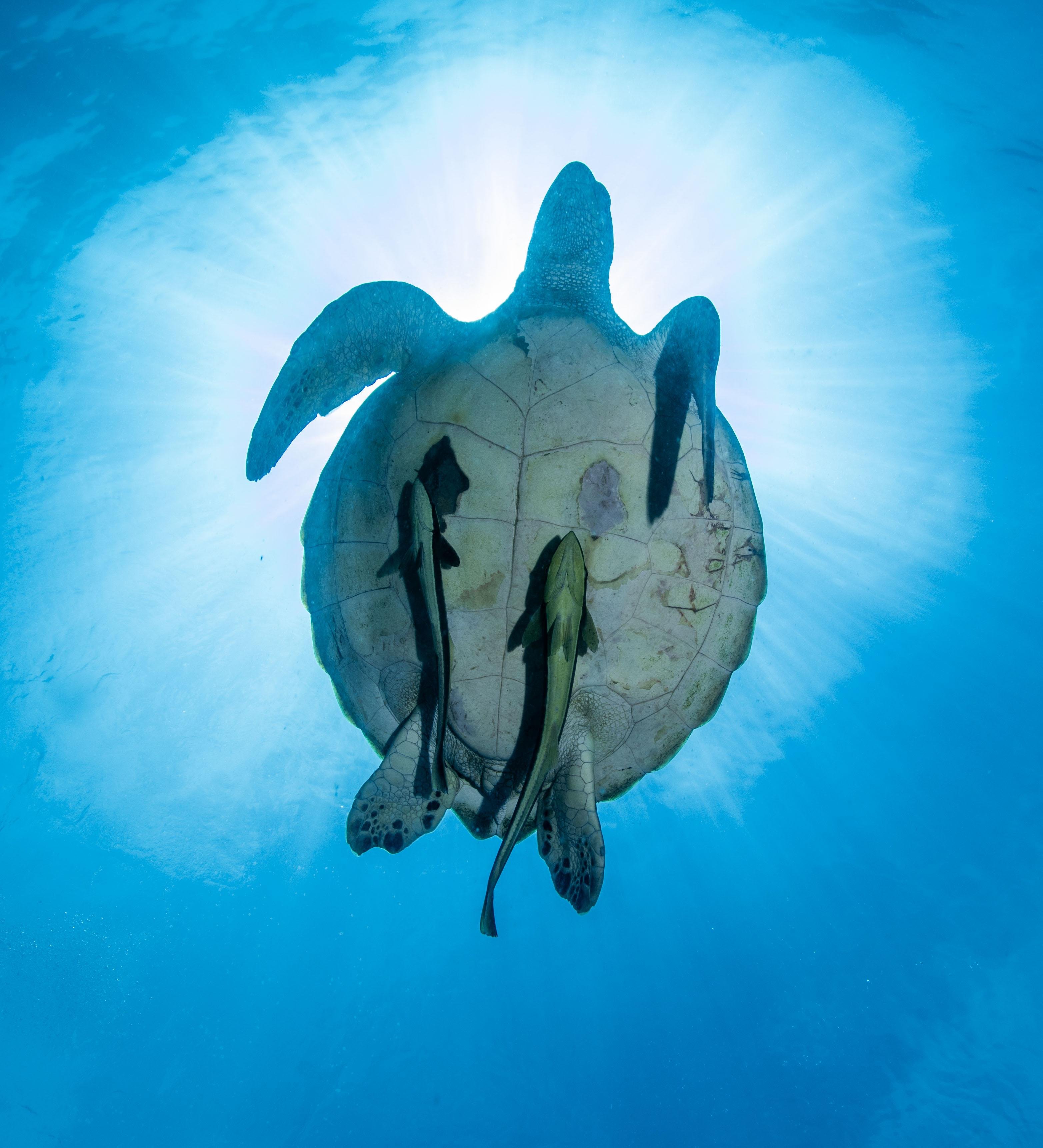 3-Day SSI Open Water Diver Certification in Phuket