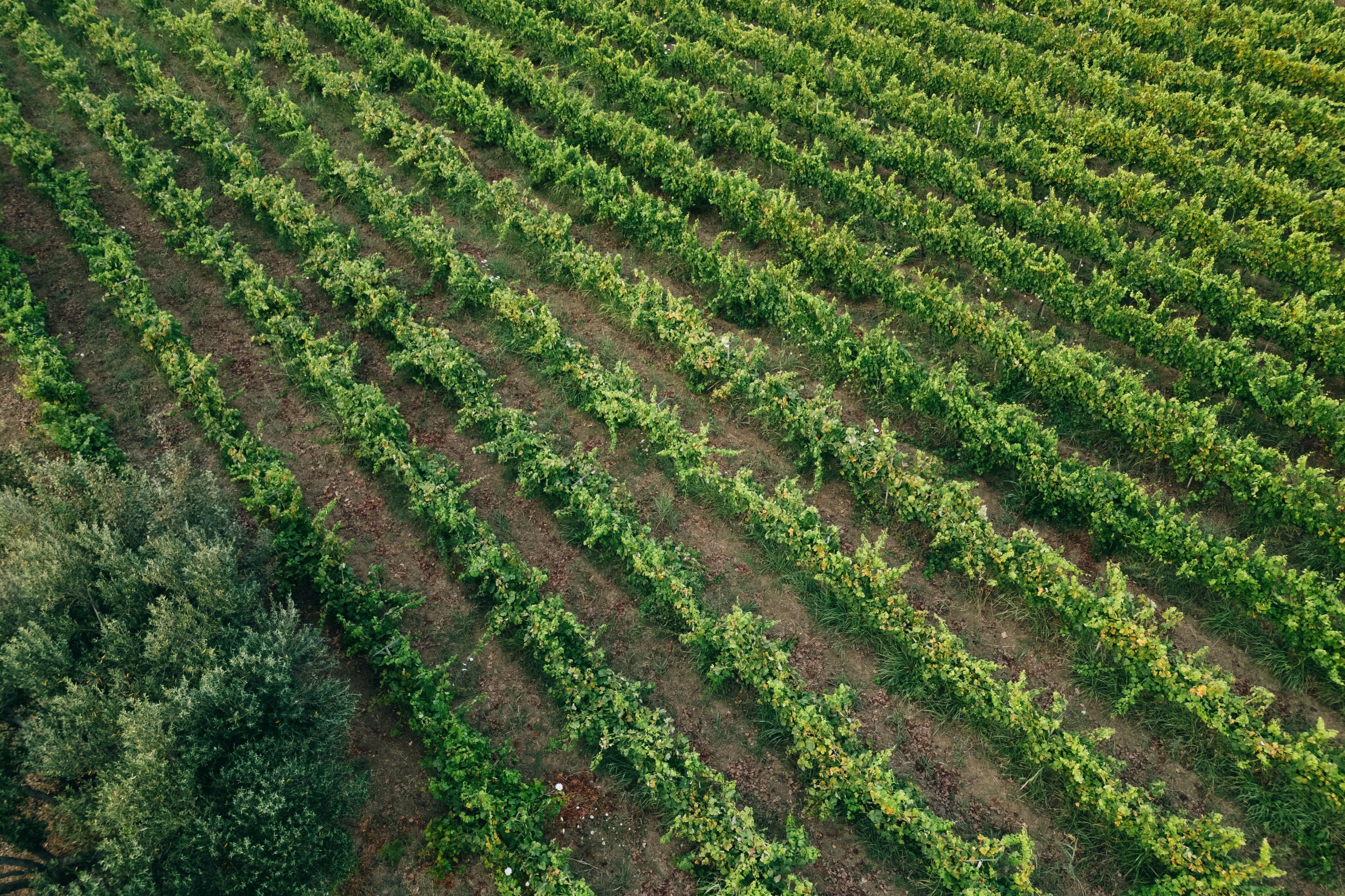 Private Wine Tasting & Acheron Food Tour from Parga