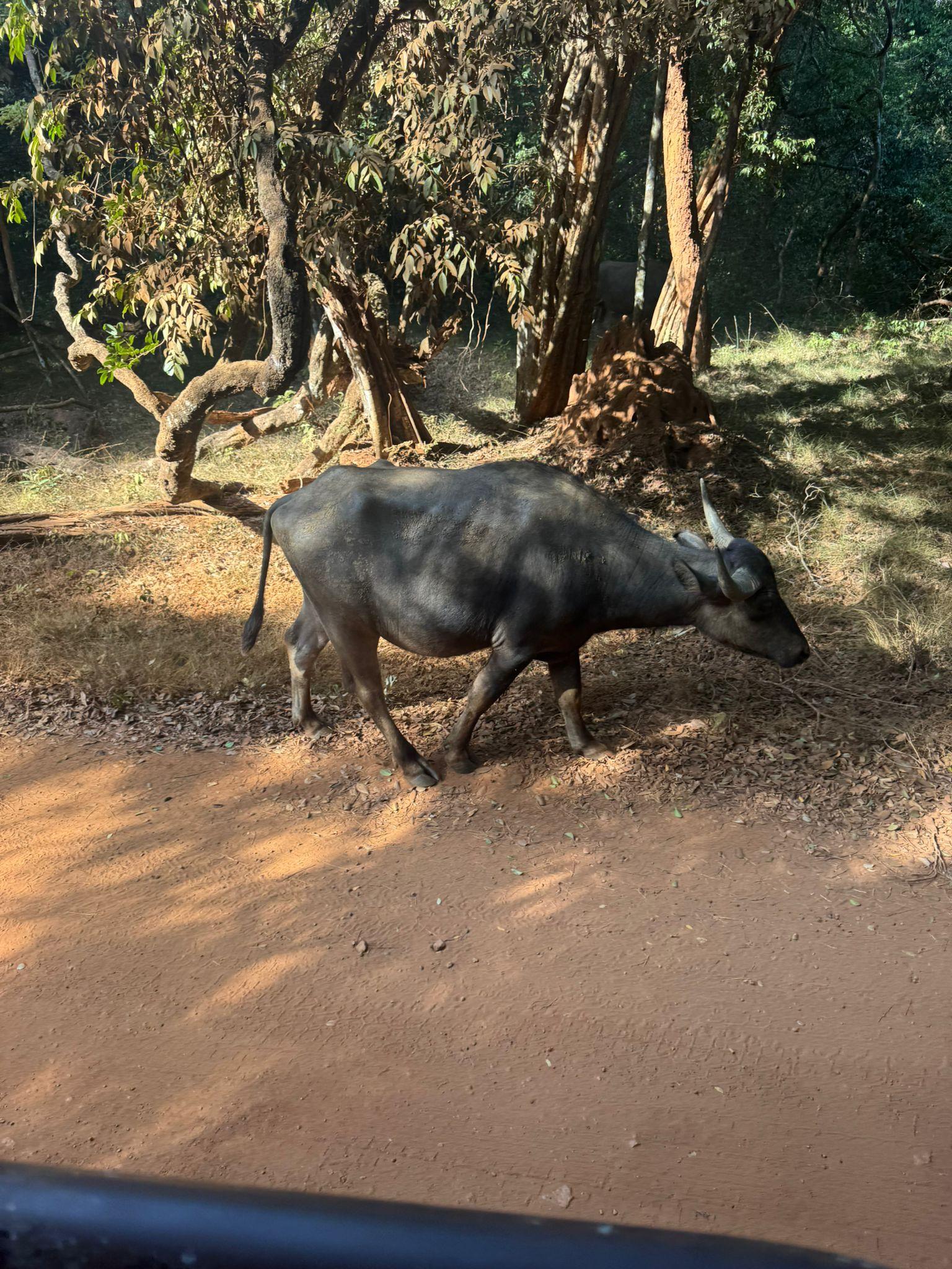 Full-Day Wilpattu National Park Safari from Anuradhapura