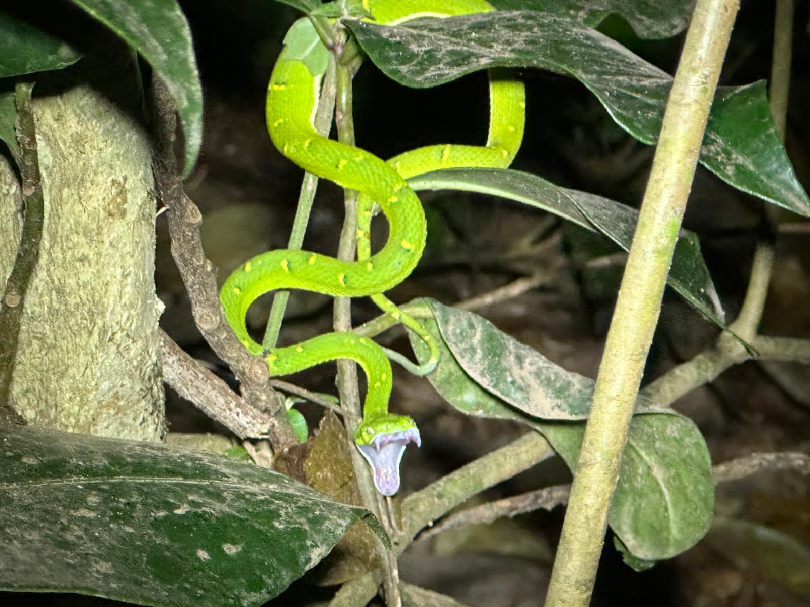 Monteverde Cloud & Transitional Forest Guided Walk