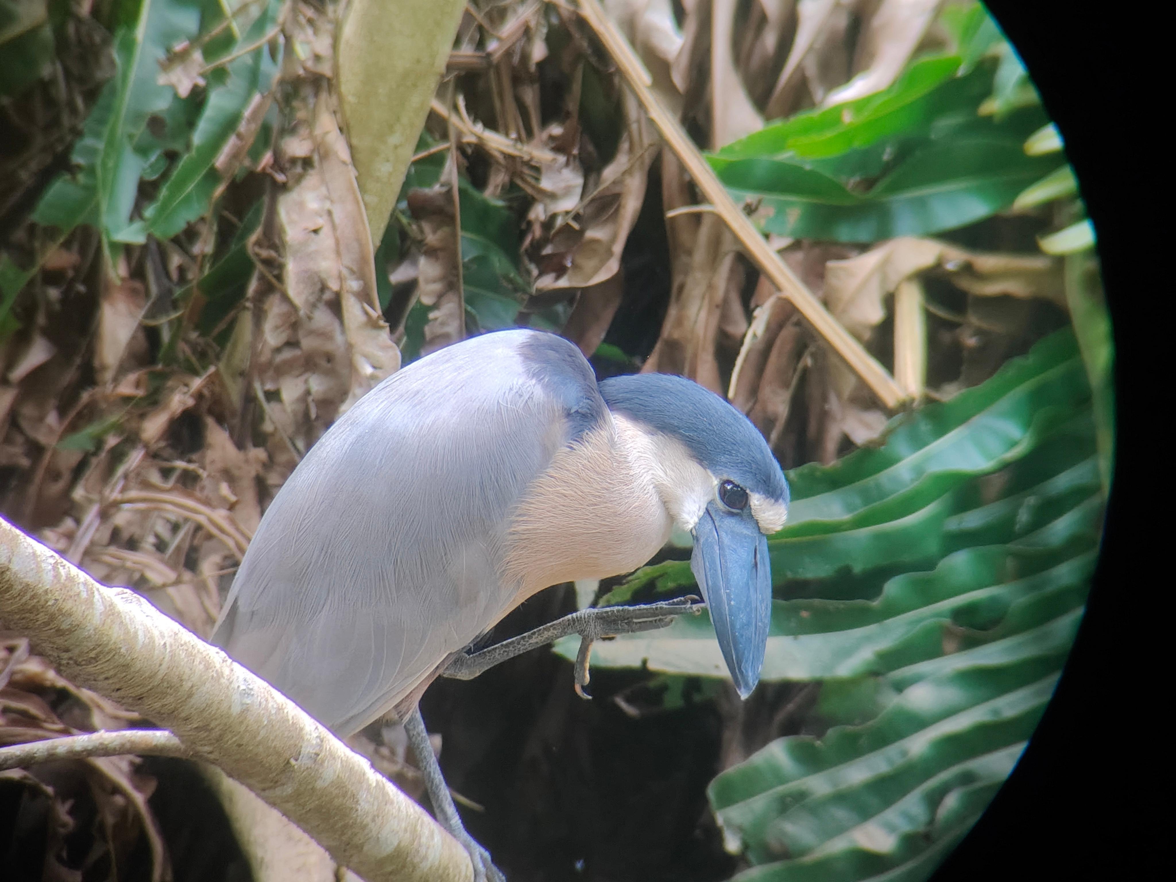 Cahuita Sea & Rainforest Adventure