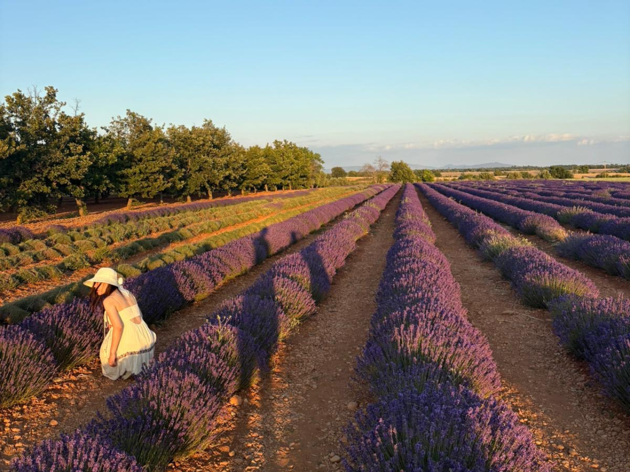 Valensole lavender fields in Provence — guided lavender tour photo 1