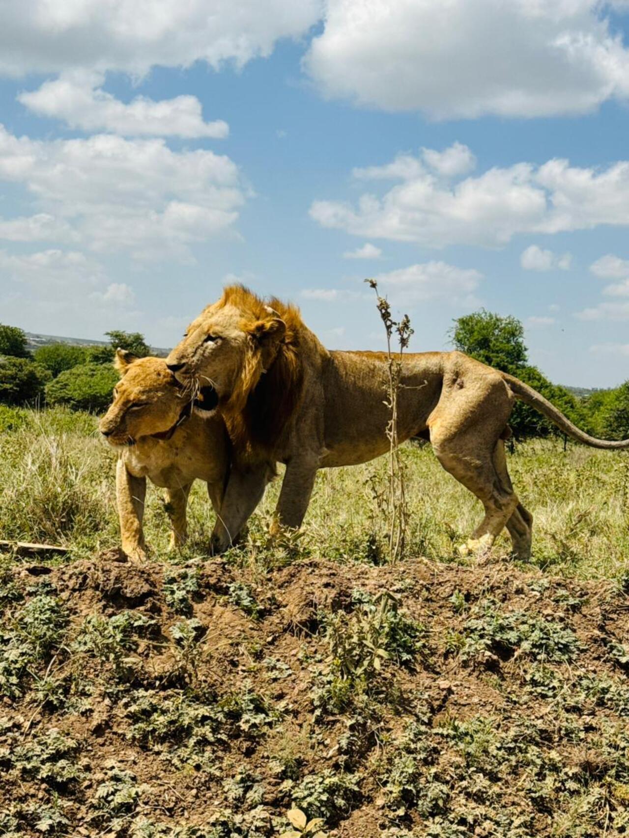 Nairobi National Park 5-Hour 4x4 Wildlife Safari