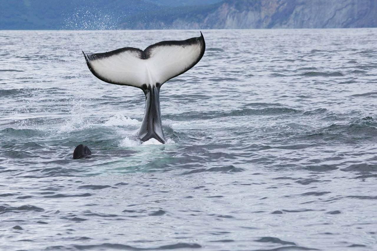 Seward: Kenai Fjords National Park Glacier & Wildlife Cruise