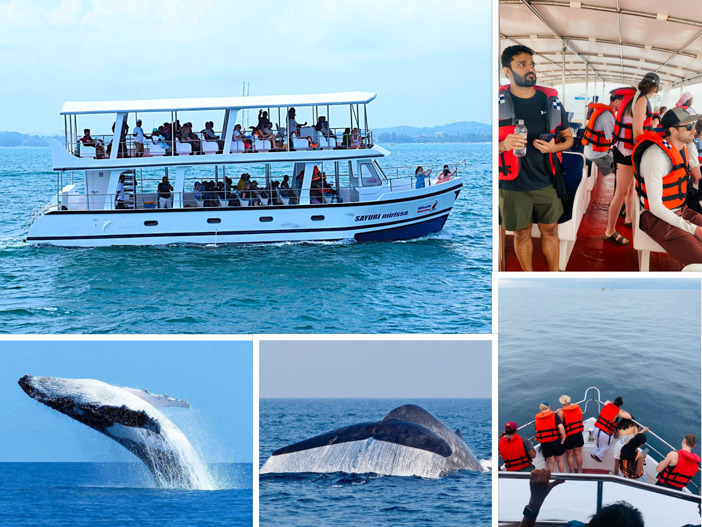 Mirissa Whale Watching Ocean Safari