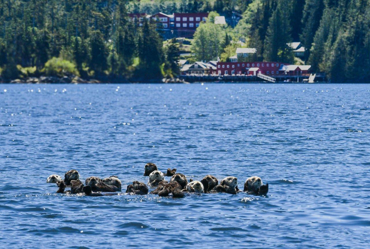 Vancouver whale watching tour — orcas and marine wildlife in the Salish Sea — image 12