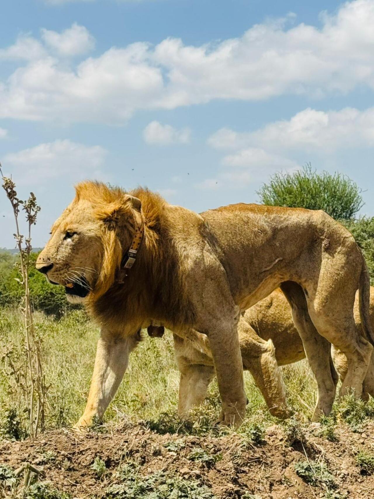 Nairobi National Park 5-Hour 4x4 Wildlife Safari