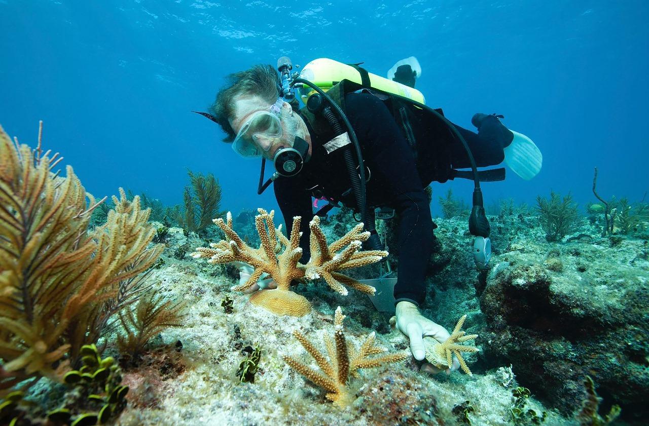 Sharm el-Sheikh: White Island & Ras Mohamed National Park Snorkeling Day Trip