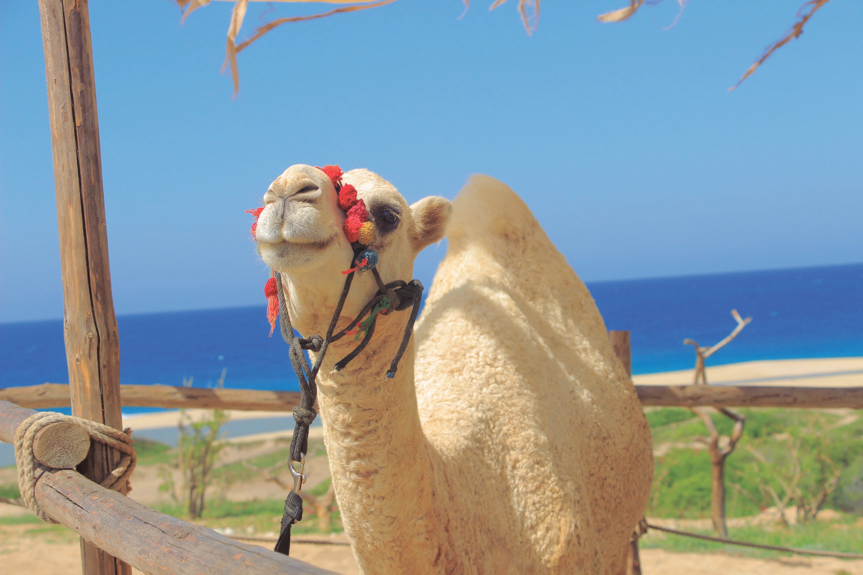 Cabo Beach ATV & Camel Ride Combo – Cactus Tours Park