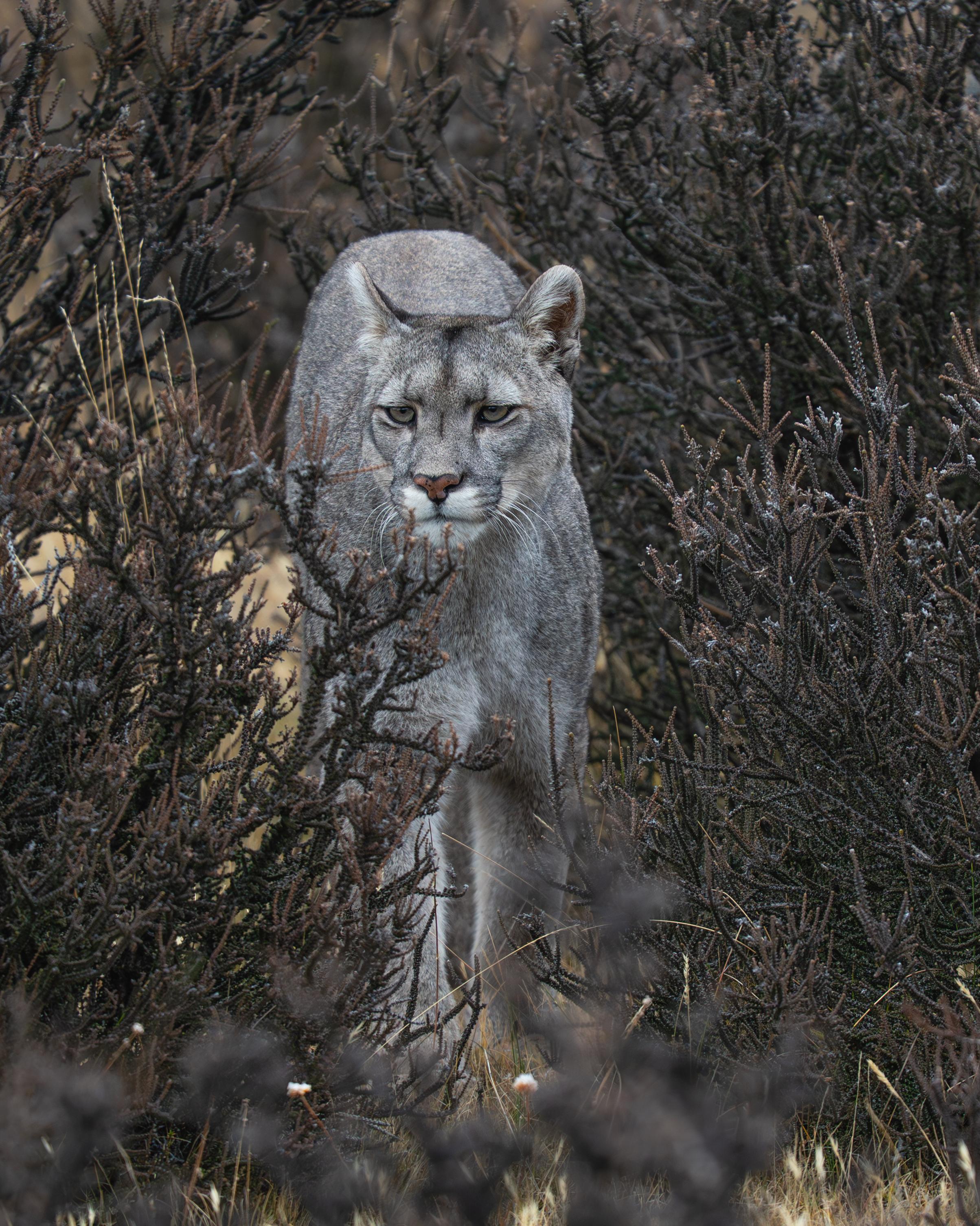 Patagonian Puma Tracking Expedition: Torres del Paine